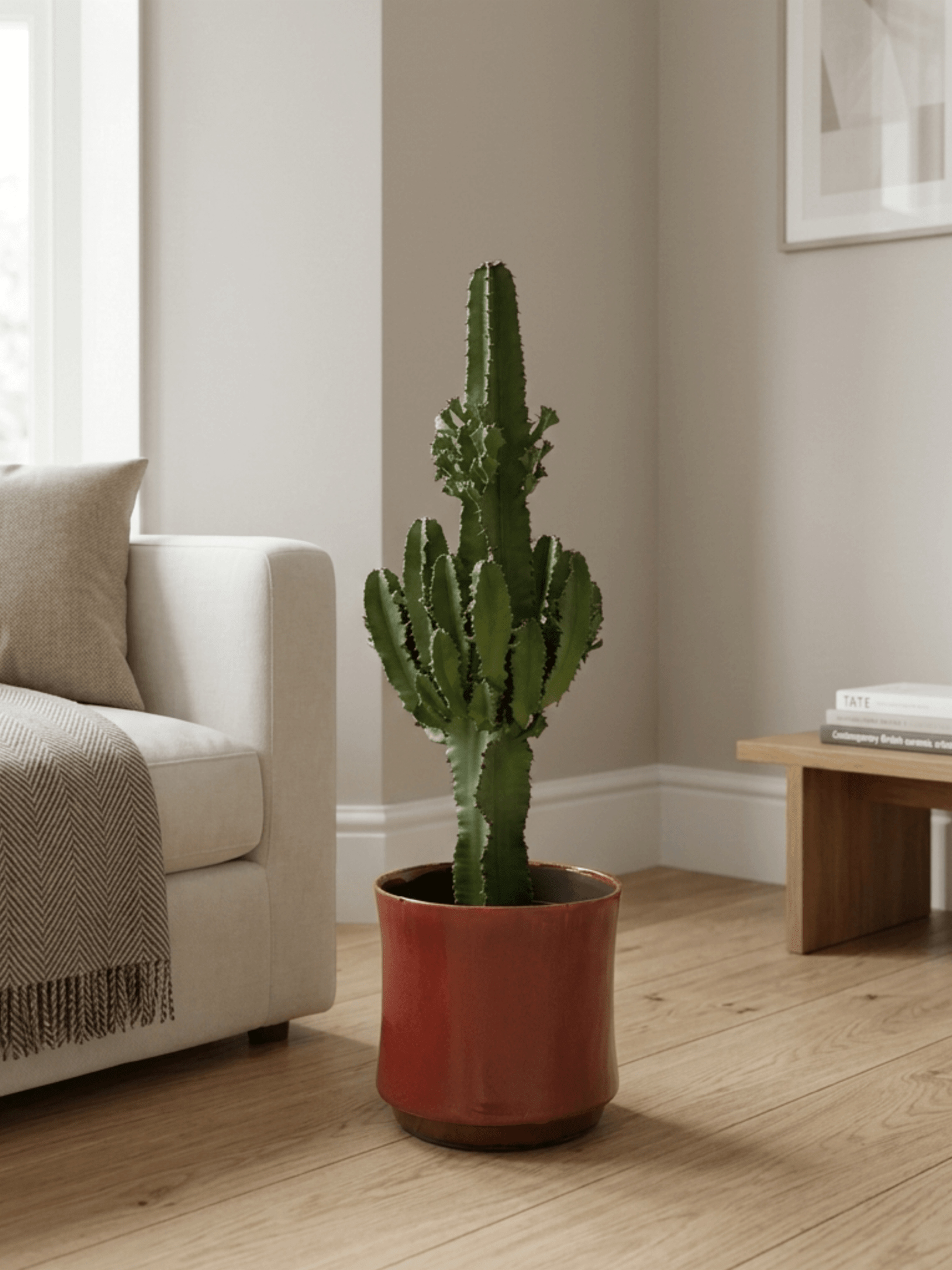 Euphorbia Erythraeae | Desert Cactus Statement Plant - 75-80cm