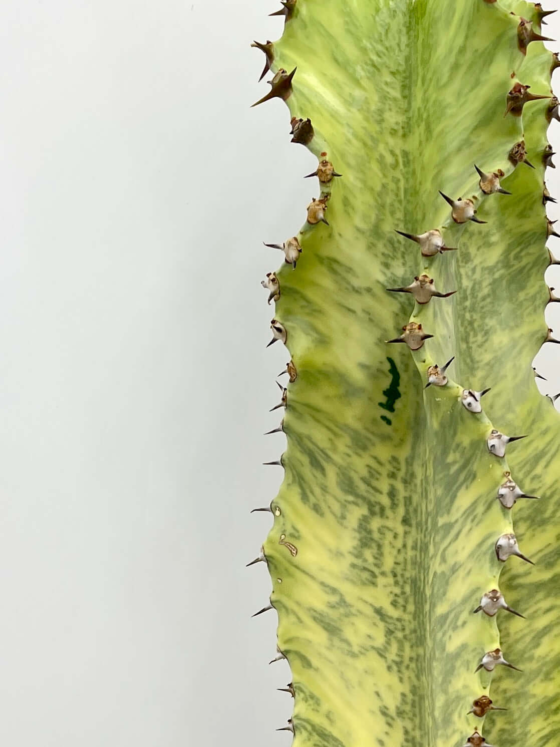 Euphorbia marmorata | Marbled Euphorbia Plant