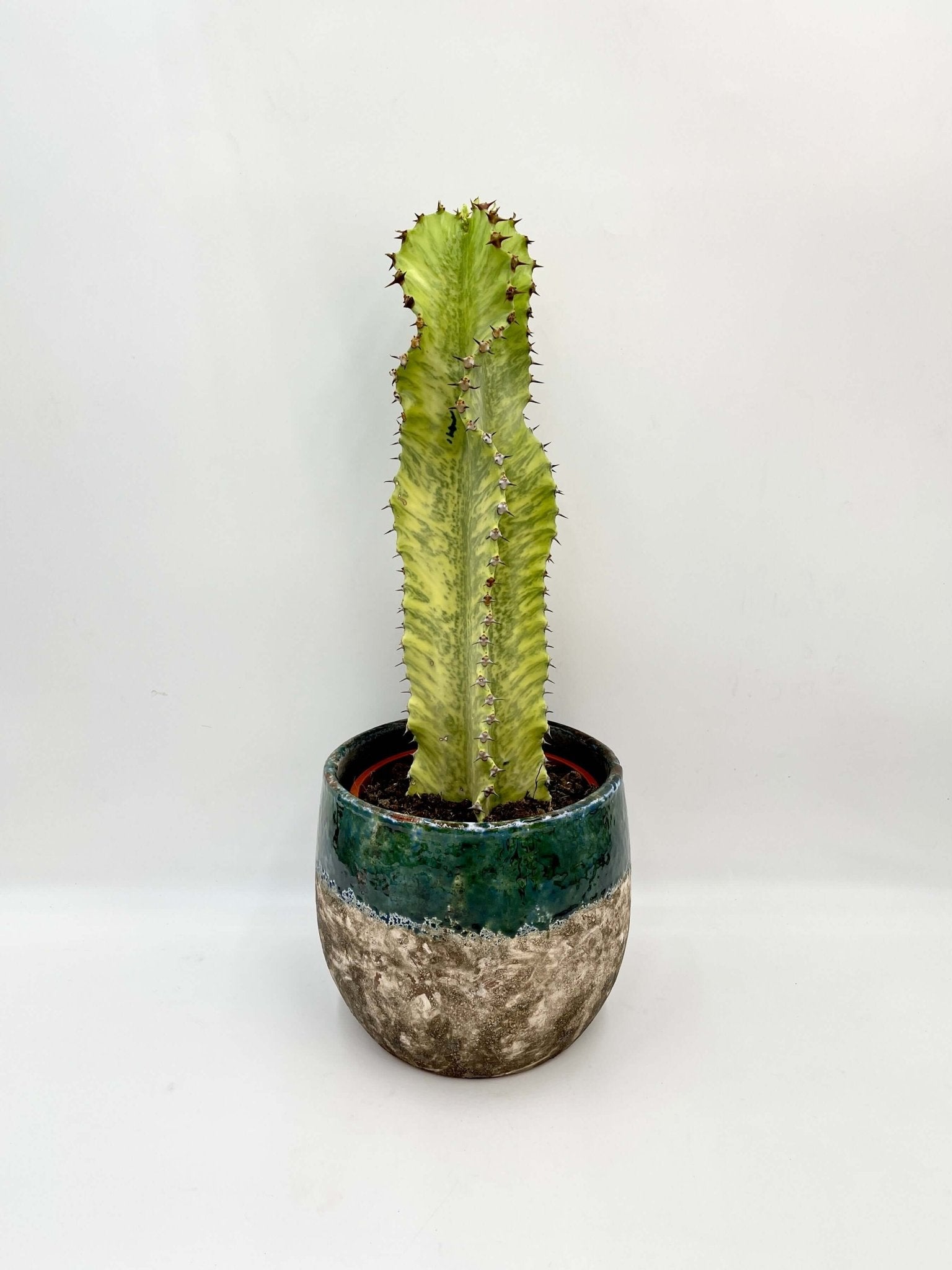 Euphorbia marmorata | Marbled Euphorbia Plant