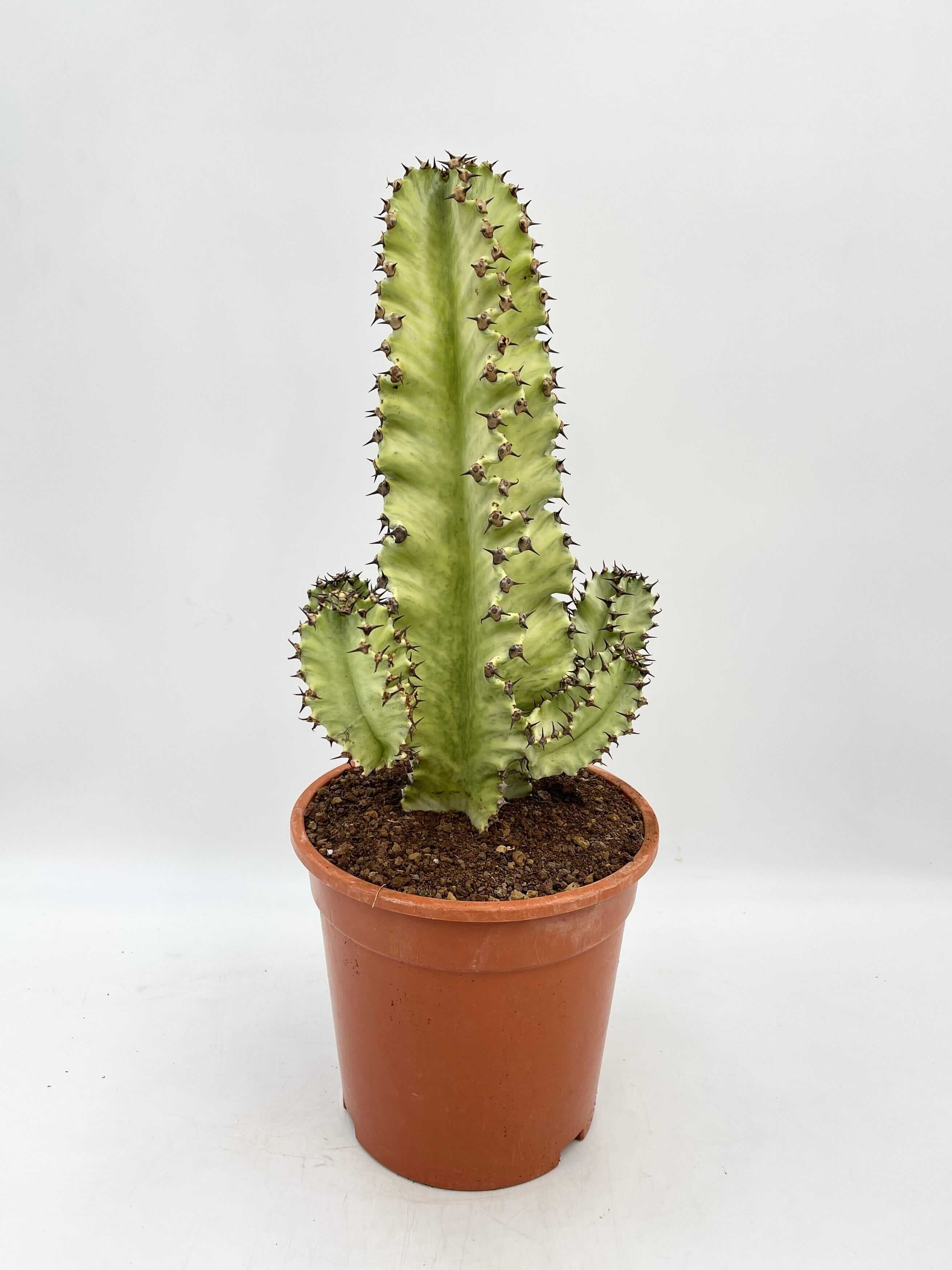 Euphorbia marmorata Variegata