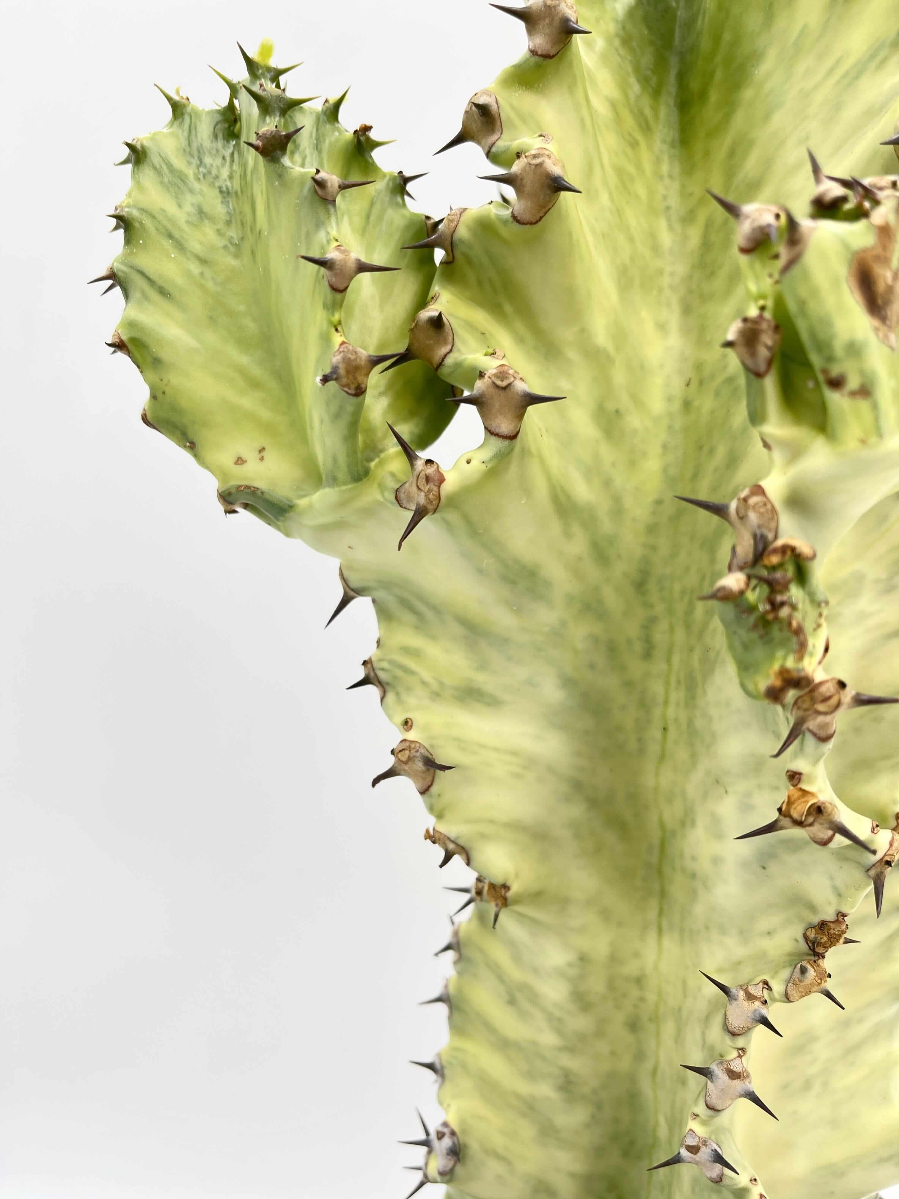 Euphorbia marmorata Variegata