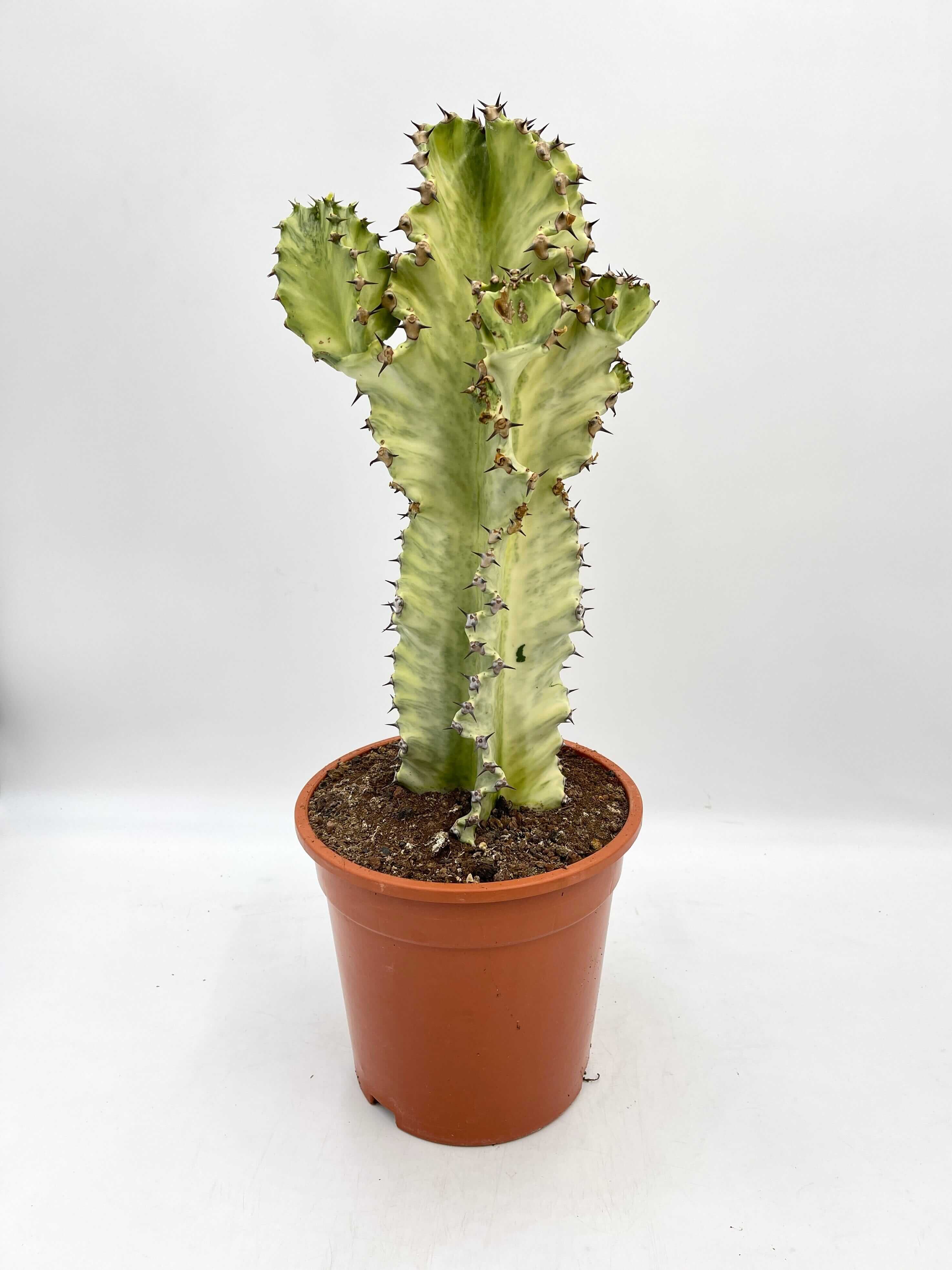 Euphorbia marmorata Variegata