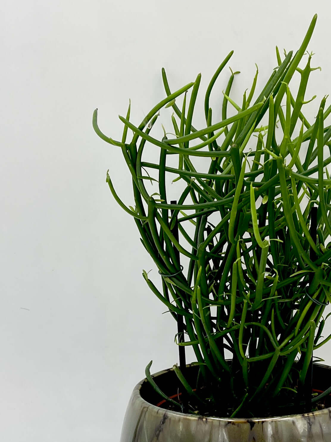 Euphorbia Tirucalli - Pencil Cactus Plant - Easy Care Succulent