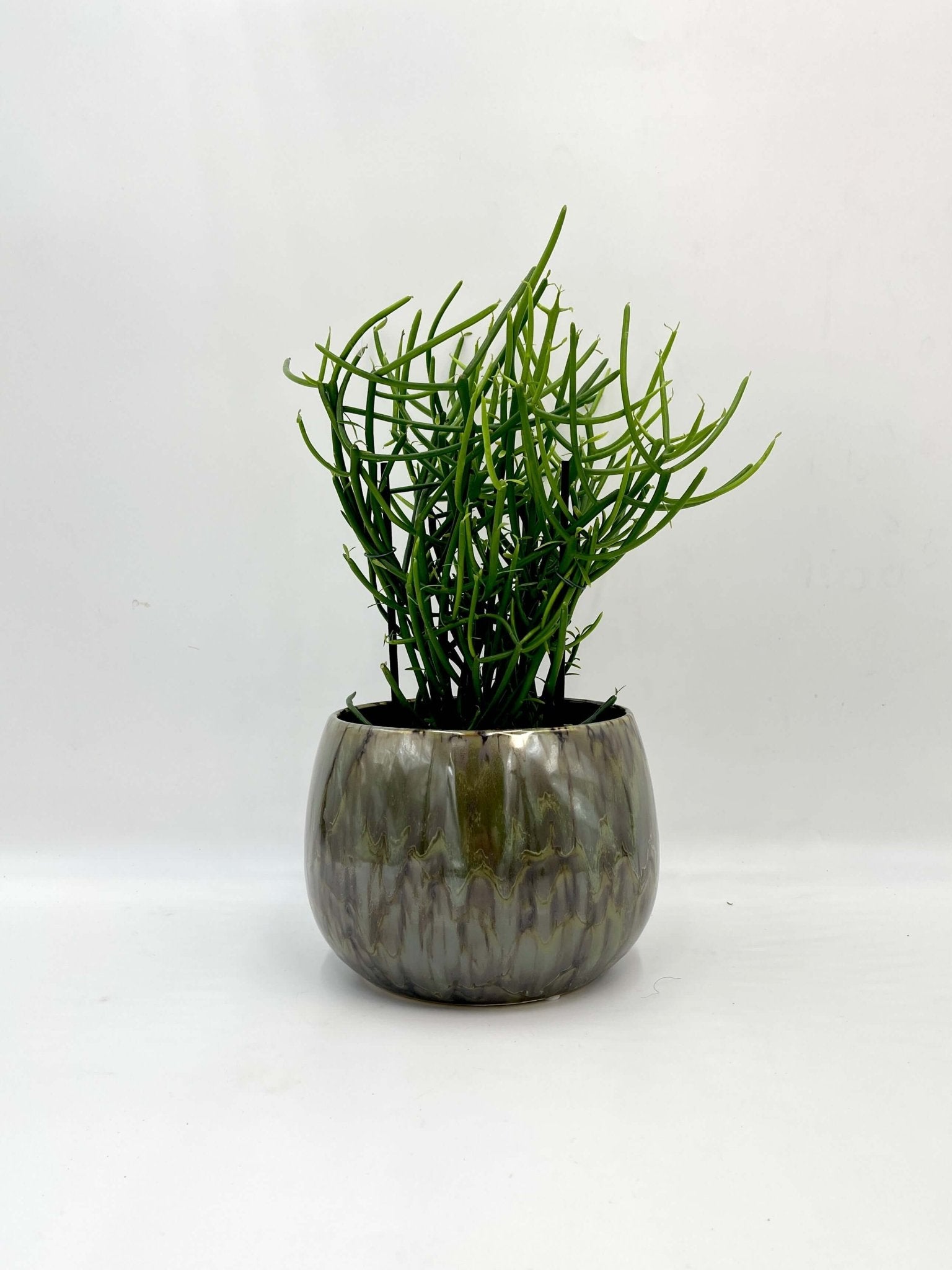 Euphorbia Tirucalli - Pencil Cactus Plant - Easy Care Succulent