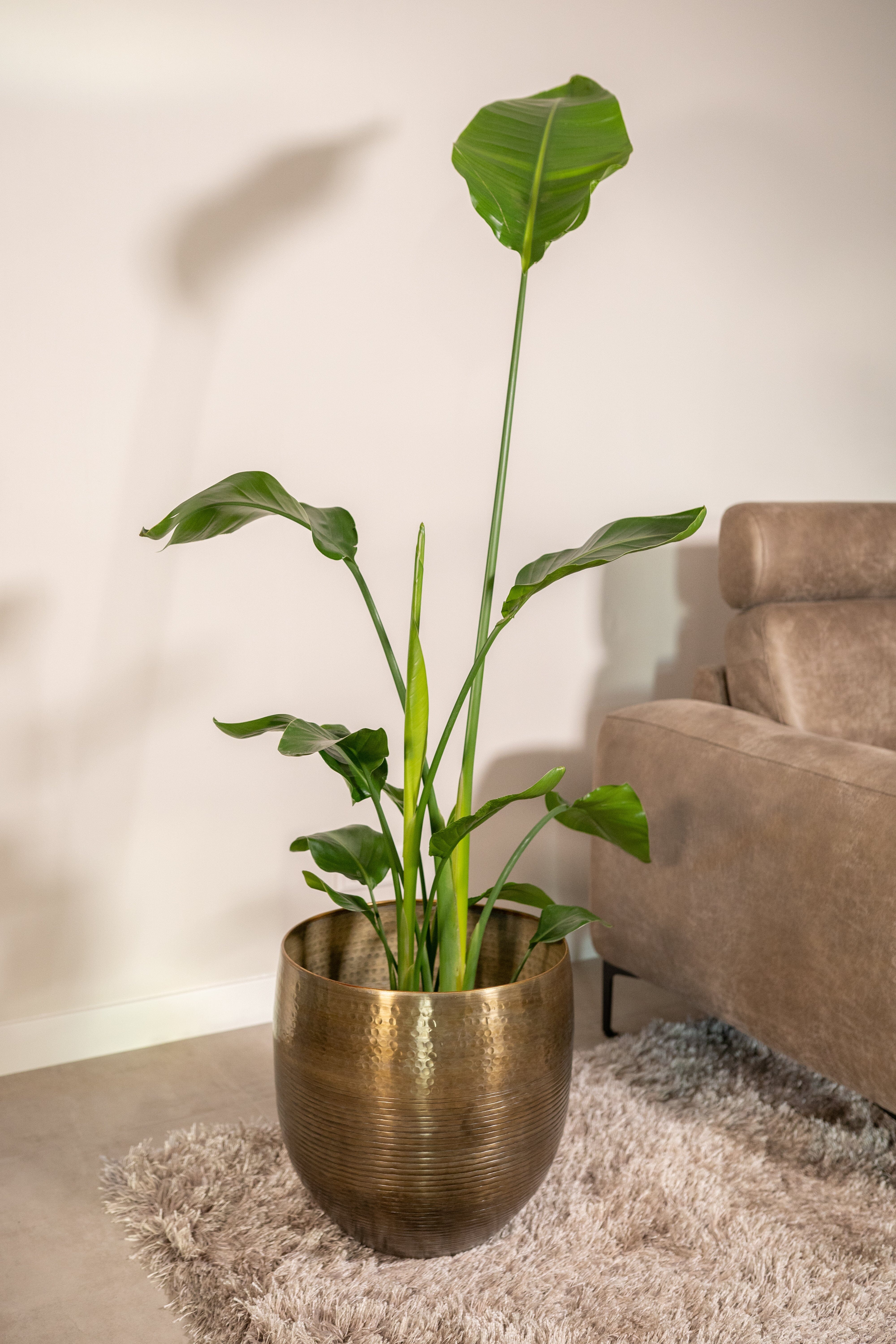 Fabio Metal Plant Pots, Brass Antique, XL Pots