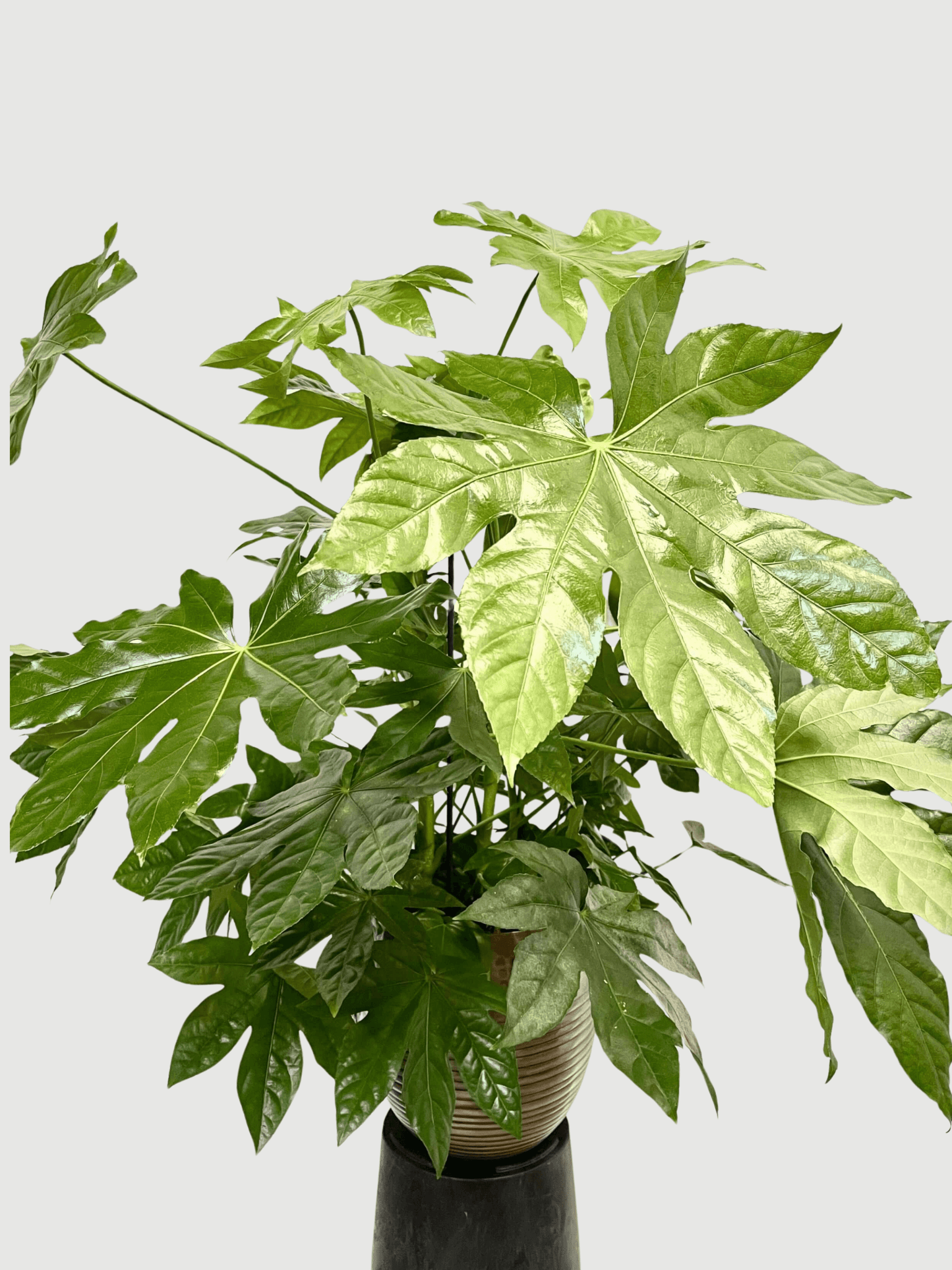 Fatsia_japonica_Large_Japanese_aralia_in_21cm_Pot_Indoor_Plant