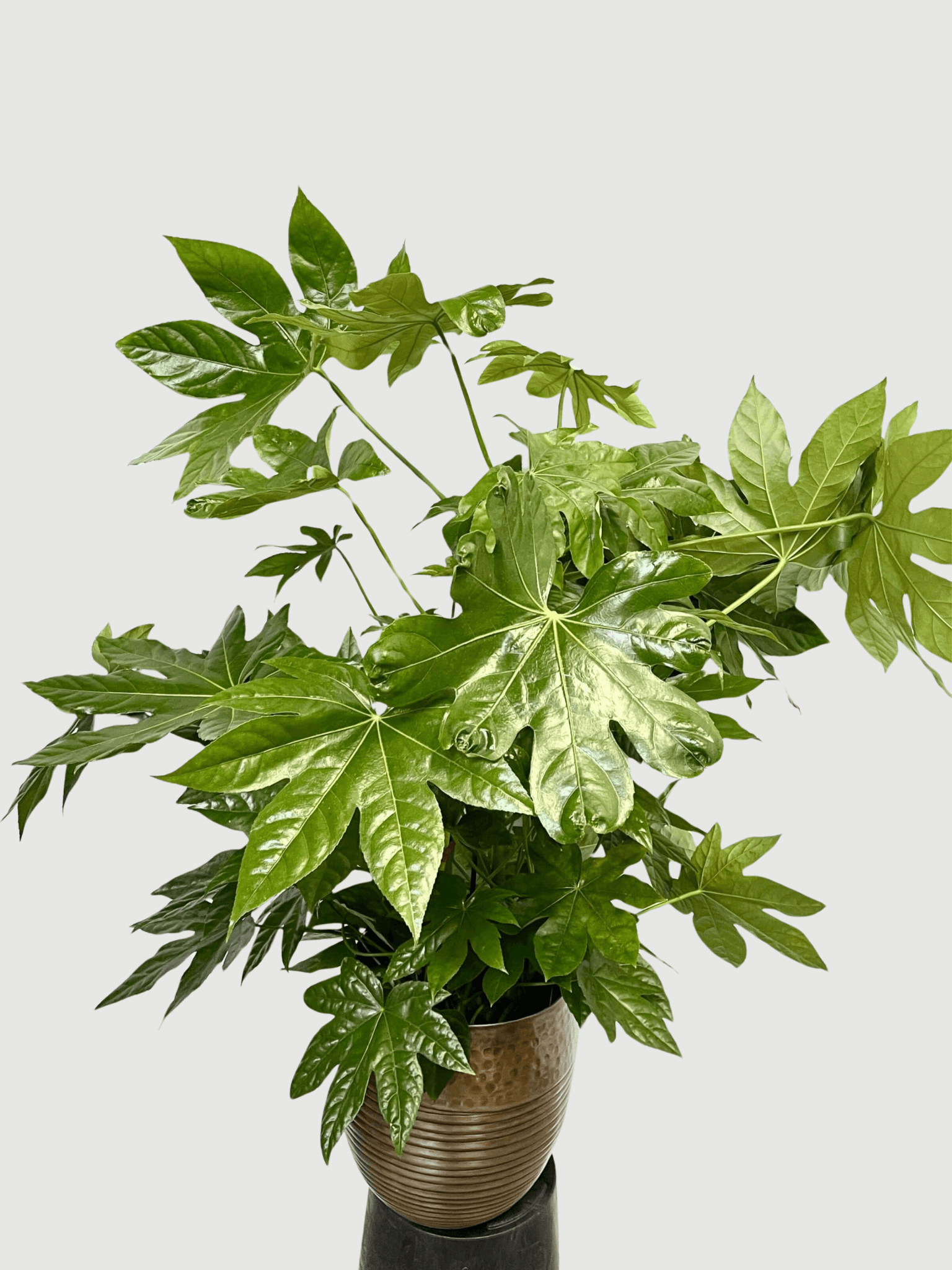 ほぼ新品！AUBERGE FASLANE ４０ Fatsia japonica, Large Japanese aralia
