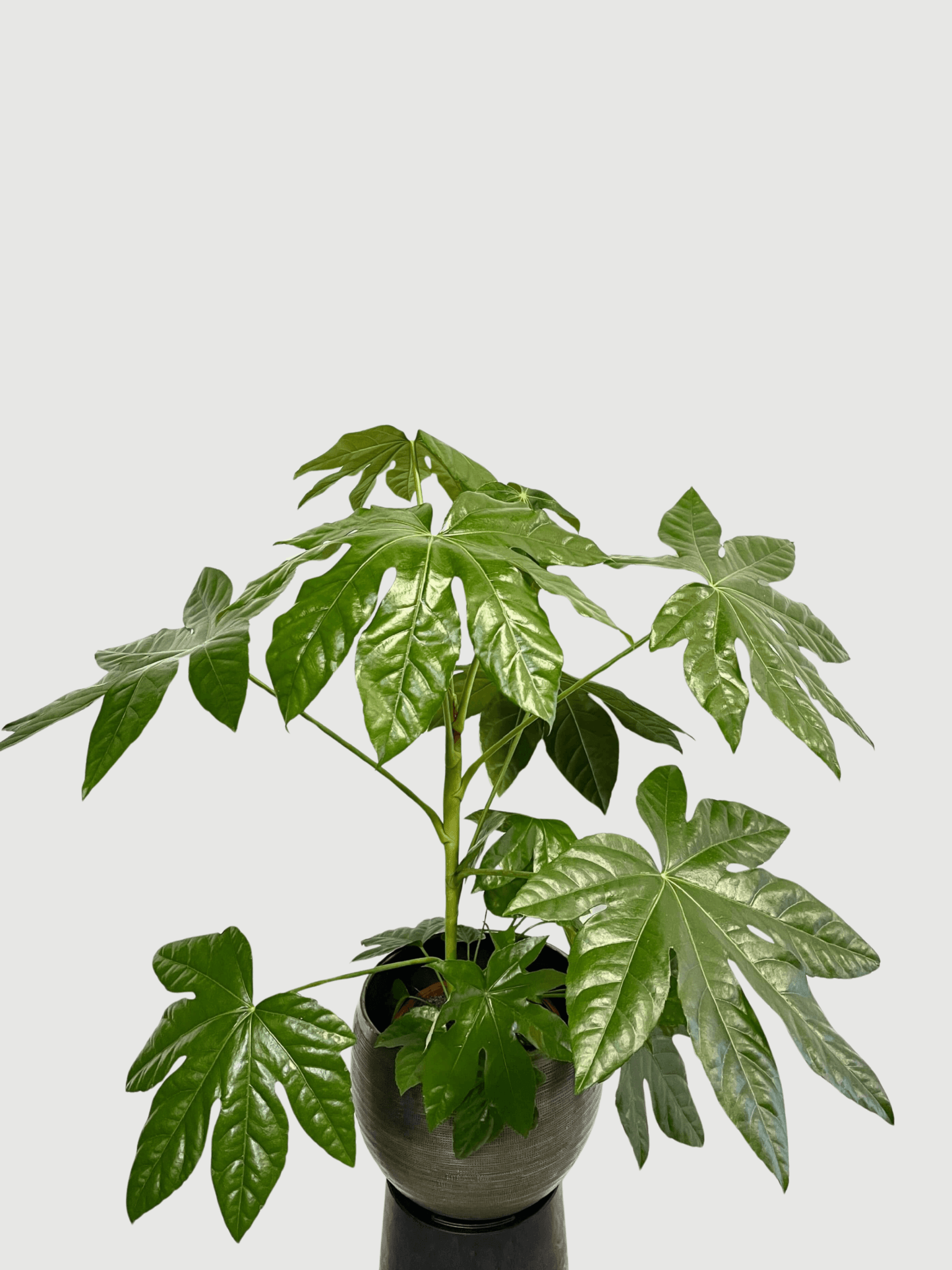 Fatsia_japonica_Large_Japanese_aralia_in_21cm_Pot_Indoor_Plant
