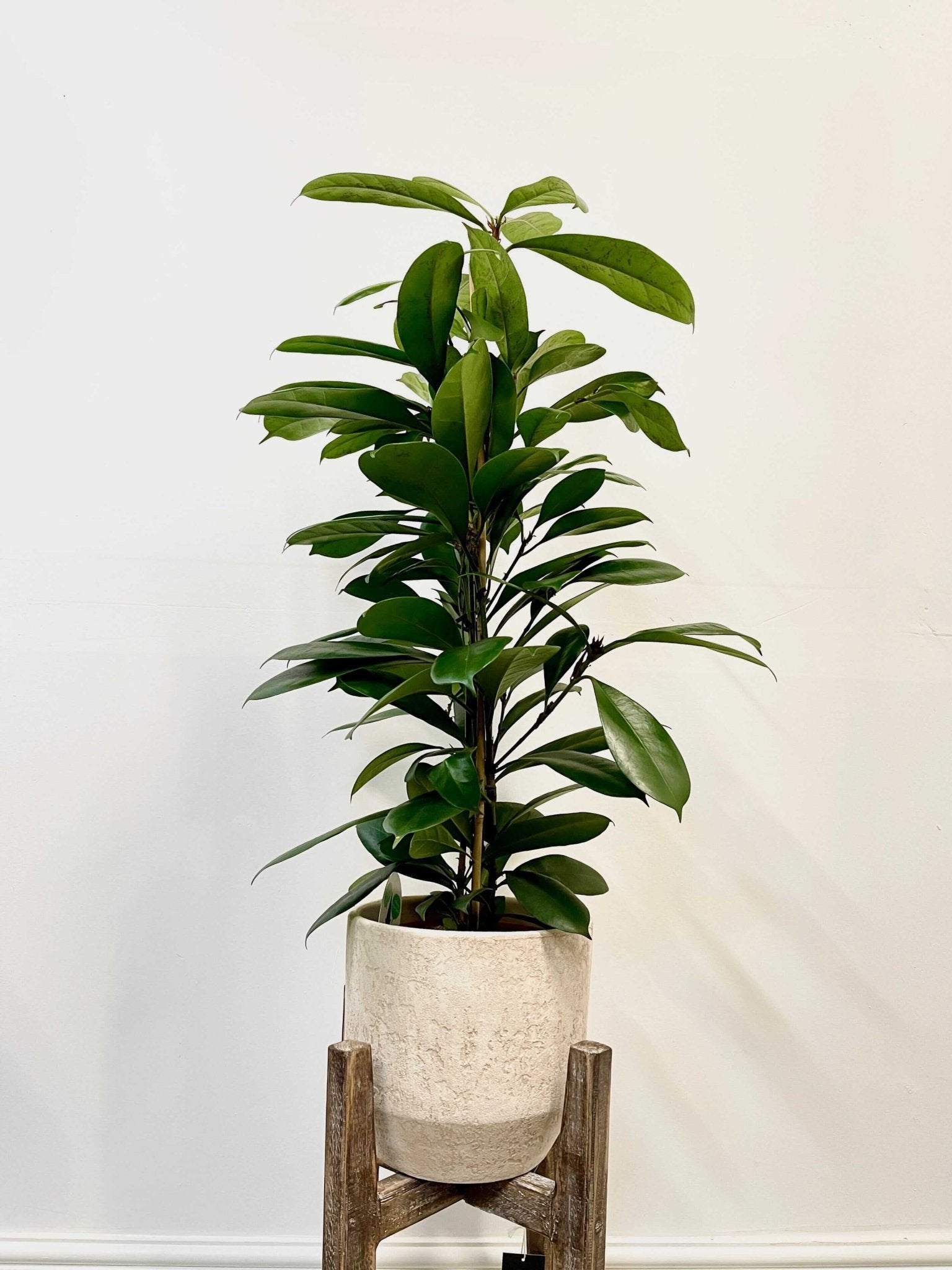 african fig house plant Ficus Cyathistipula, African Fig Tree