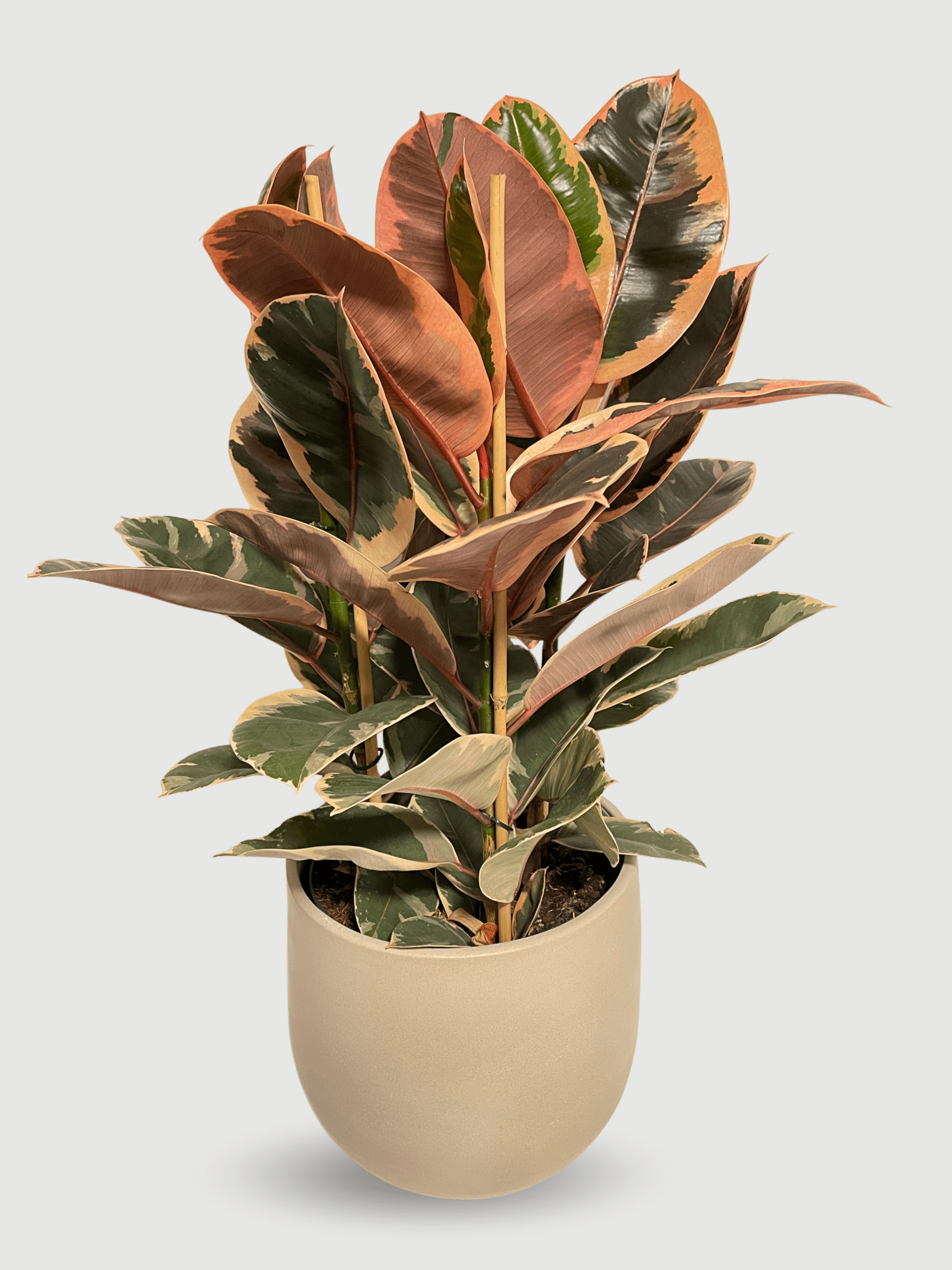 Ficus Elastica Belize | Variegated Pink Rubber Plant, Statement Plant - Rebel Plants