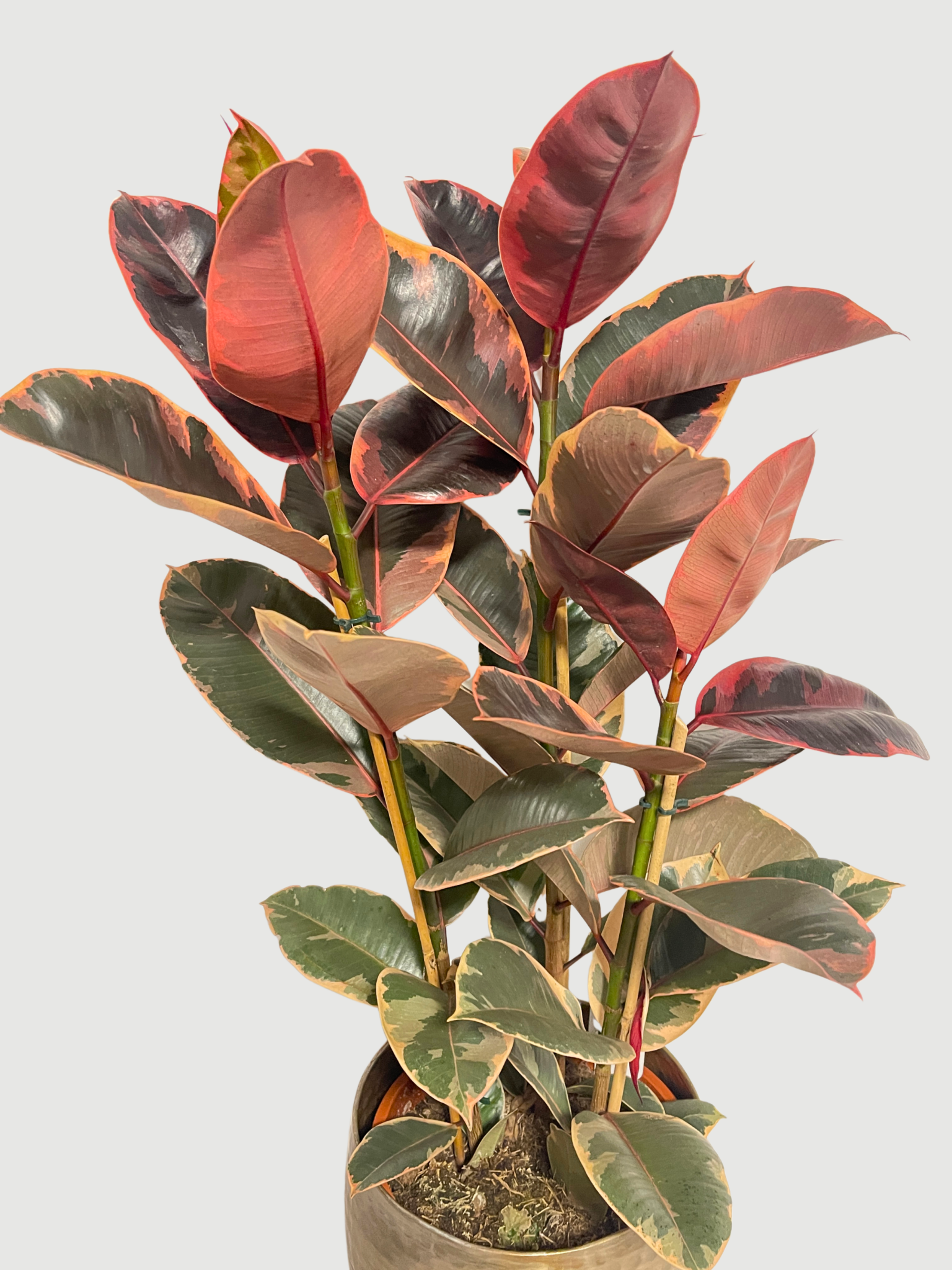 Ficus Elastica Belize | Variegated Pink Rubber Plant, Statement Plant - Rebel Plants
