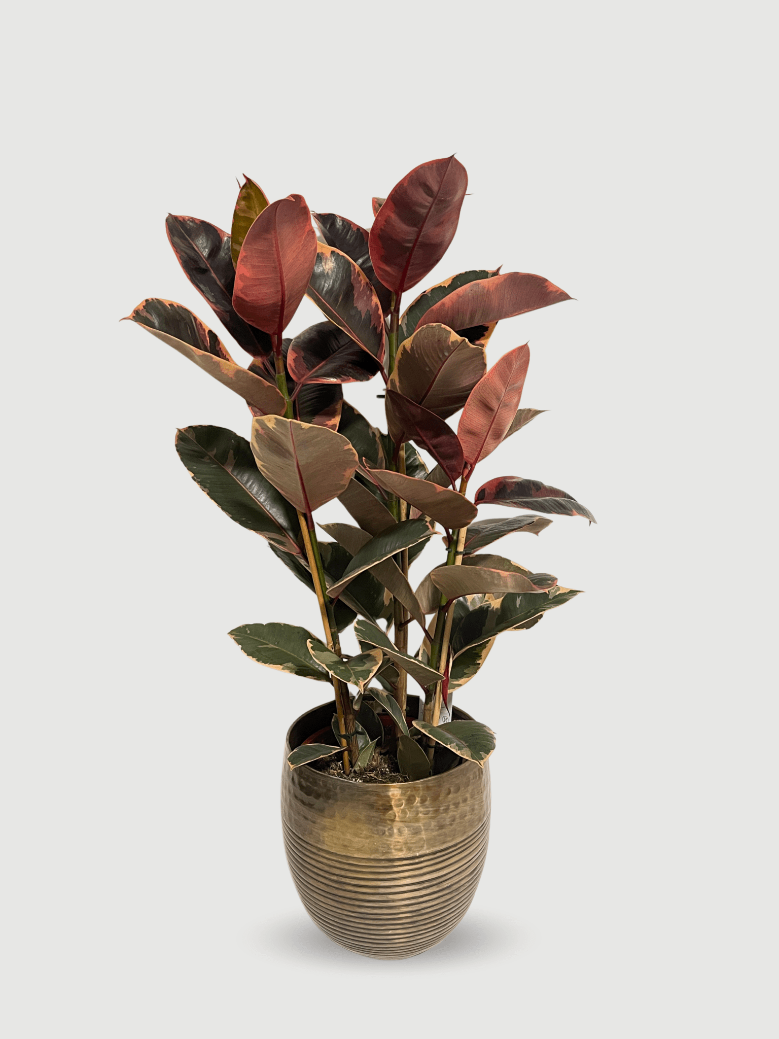 Ficus Elastica Belize | Variegated Pink Rubber Plant, Statement Plant - Rebel Plants