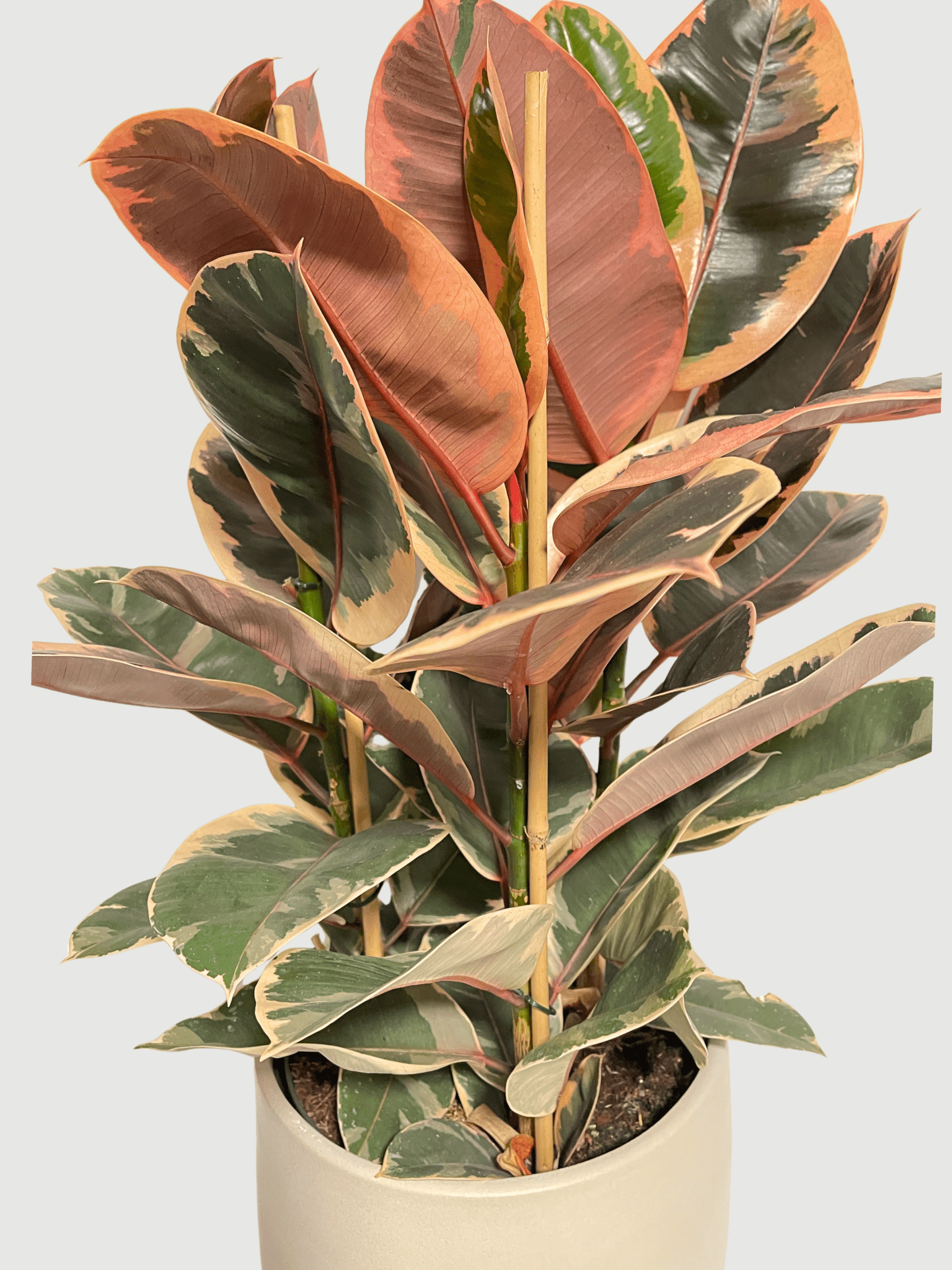 Ficus Elastica Belize | Variegated Pink Rubber Plant, Statement Plant - Rebel Plants