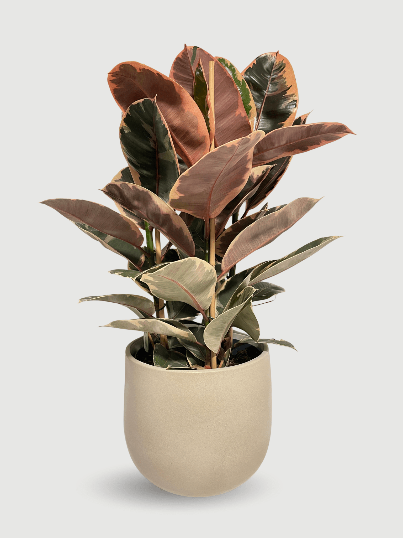 Ficus Elastica Belize | Variegated Pink Rubber Plant, Statement Plant - Rebel Plants
