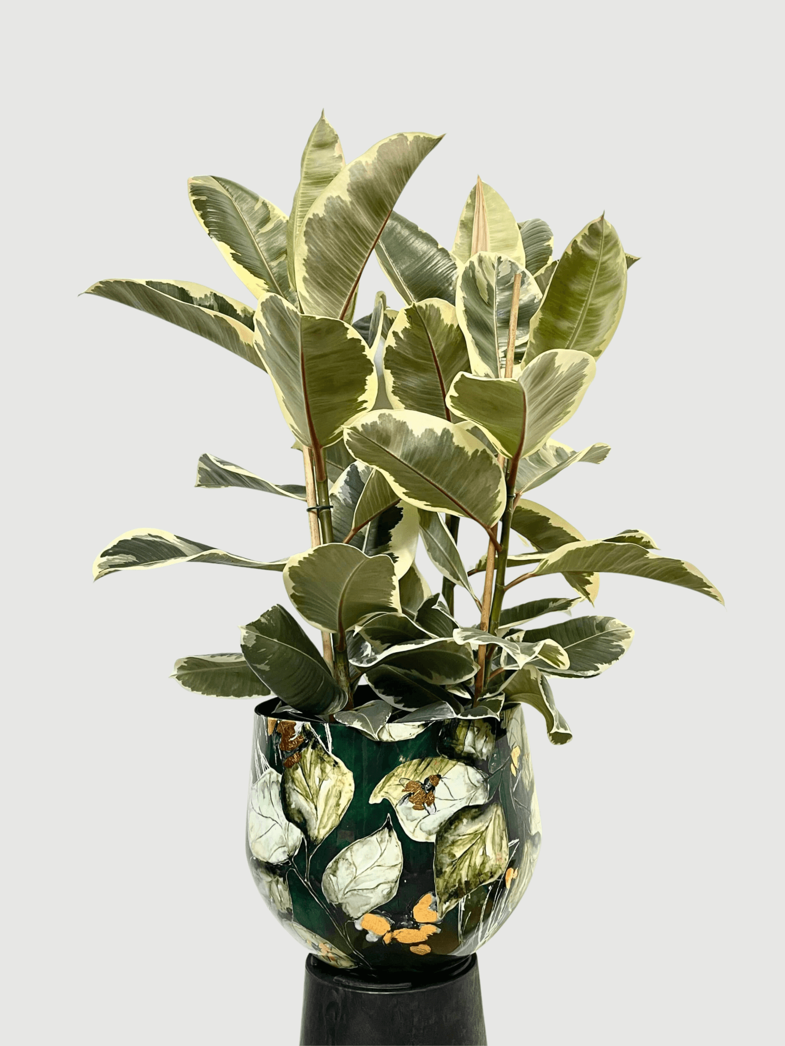 Ficus_elastica_Tineke_-_Variegated_Rubber_Plant_-_90-100cm_3_Stems
