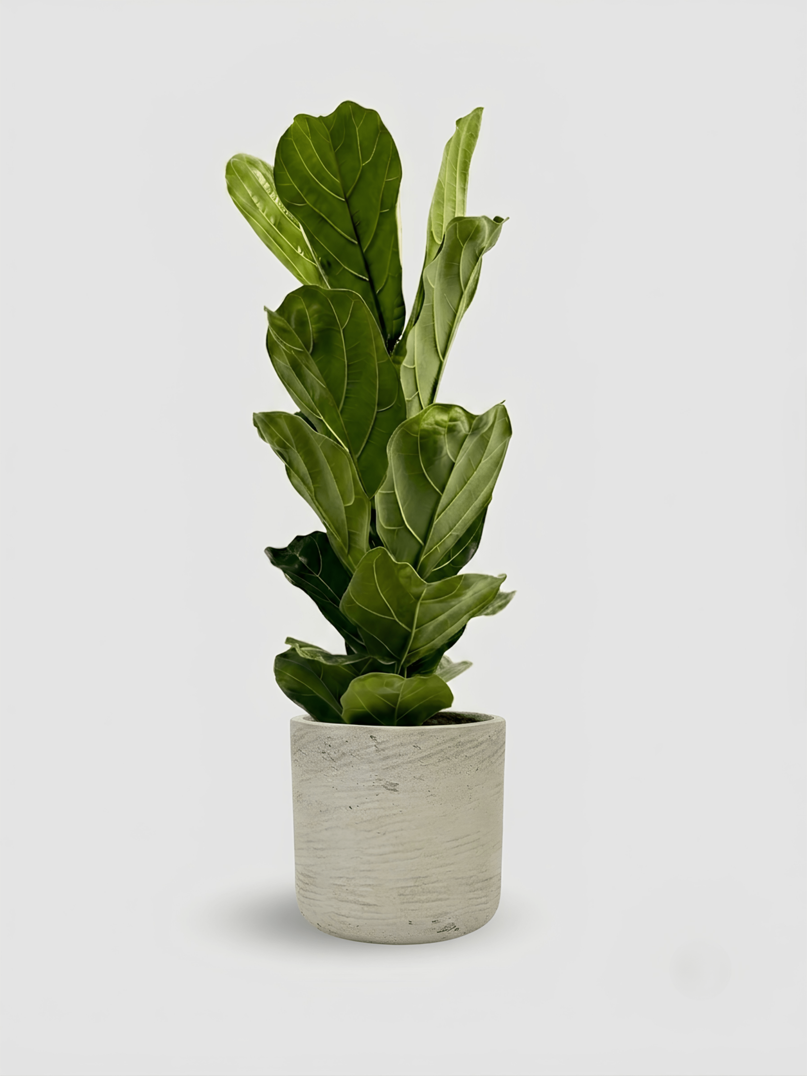 Ficus Lyrata (Fiddle Leaf Fig) in Premium Ceramic Pot, Plant & Pot Bundle - Rebel Plants