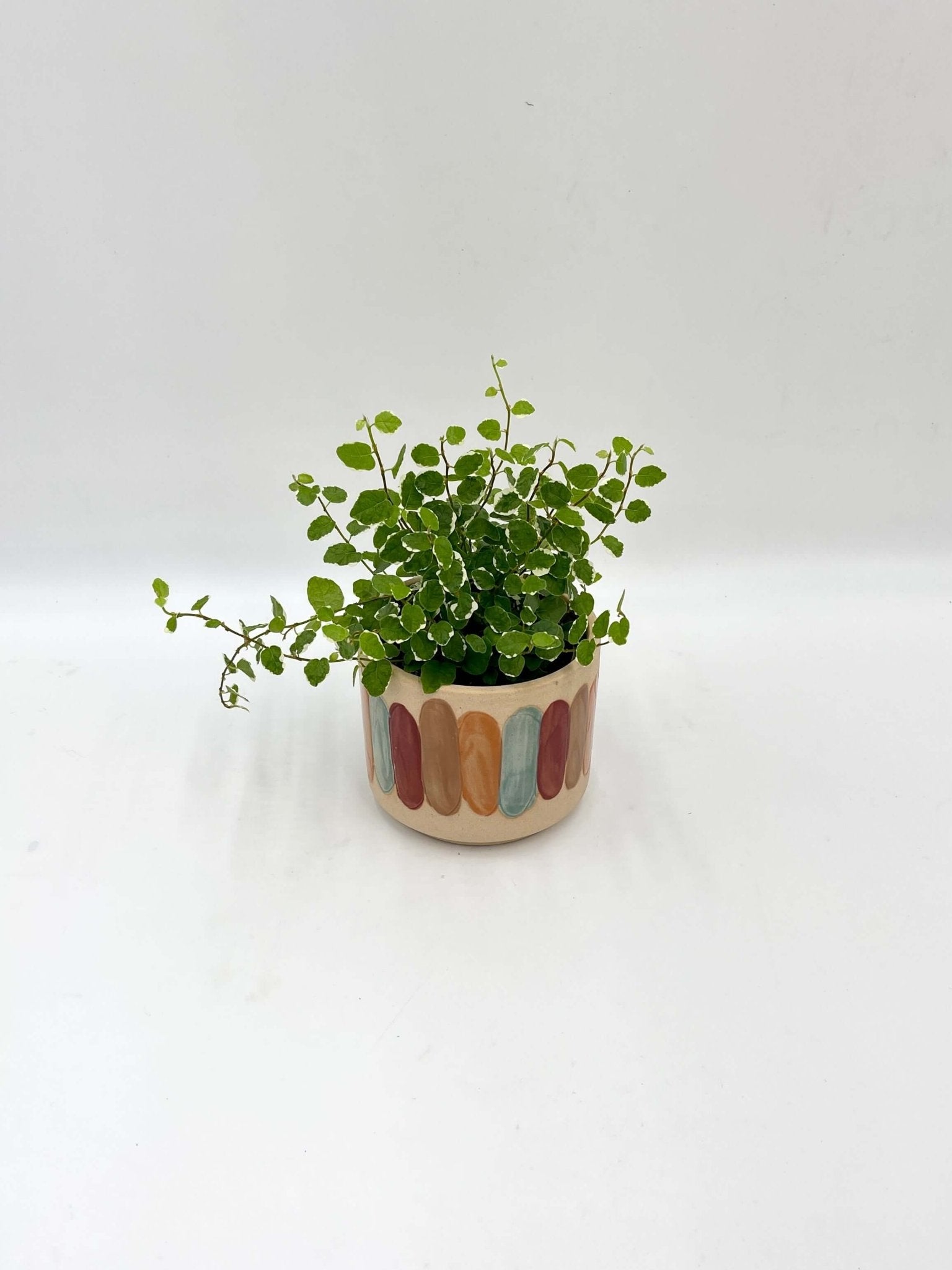 Ficus Pumila White Sunny, Creeping Fig, Variegated Trailing Plant, Indoor Houseplant, Easy Care Plant