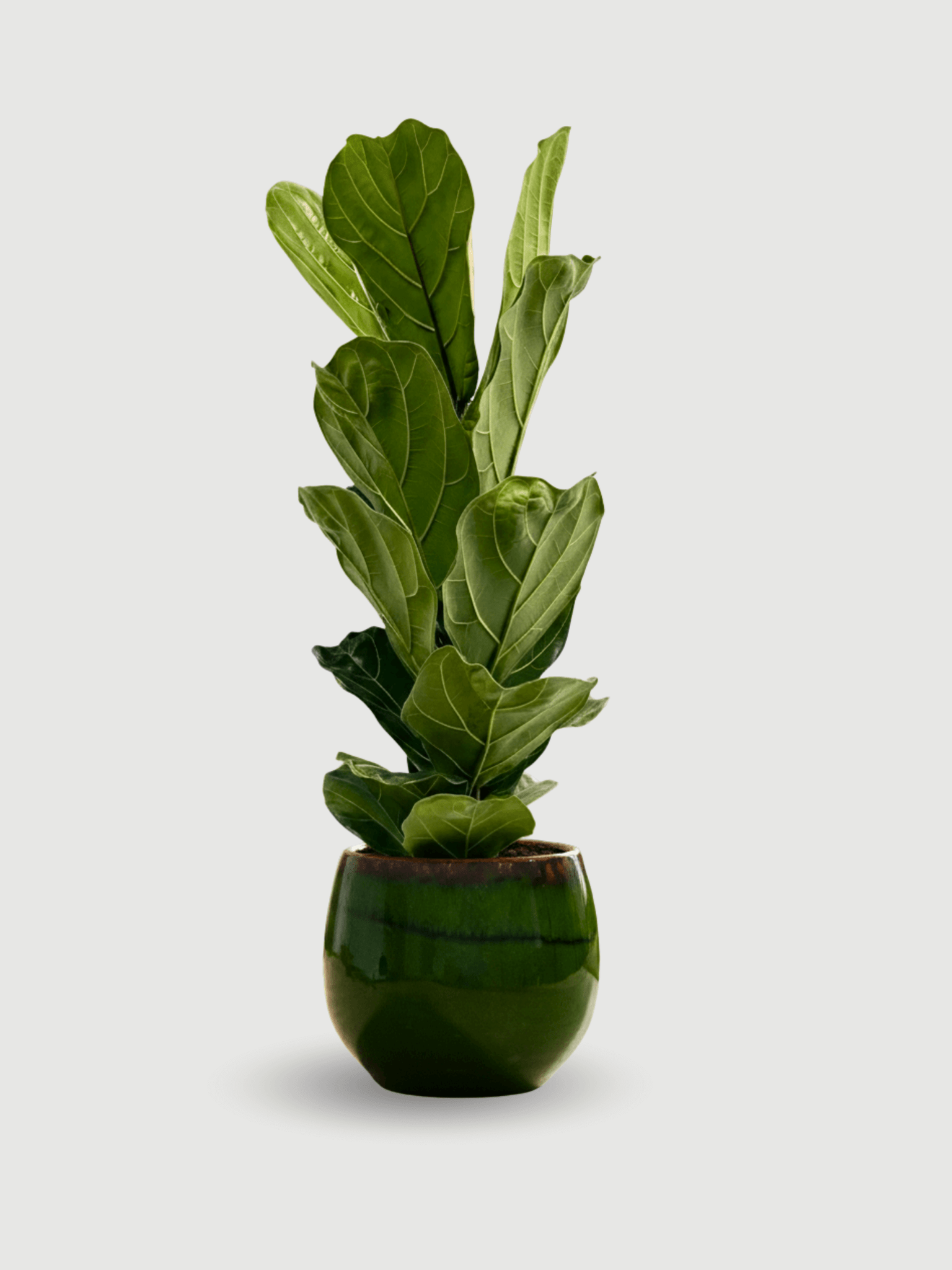 are fiddle leaf fig trees poisonous to dogs Fiddle-Leaf Fig, Ficus Lyrata Plant