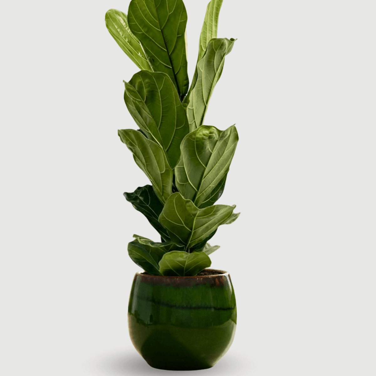 fiddle leaf fig plant uk Fiddle-Leaf Fig, Ficus Lyrata Plant
