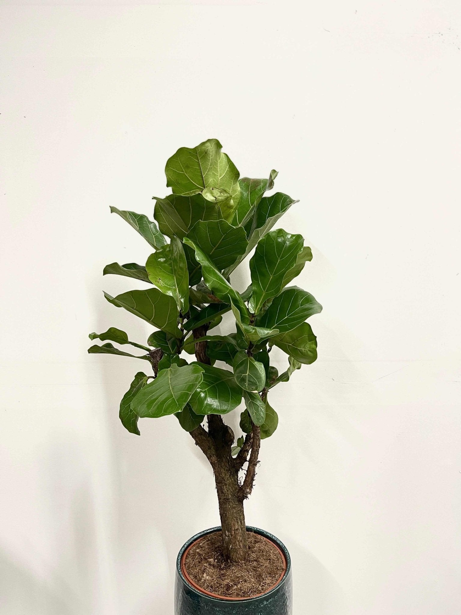 buy fiddle leaf fig tree uk Fiddle-Leaf Fig Tree, Ficus Lyrata, Branched, 110cm