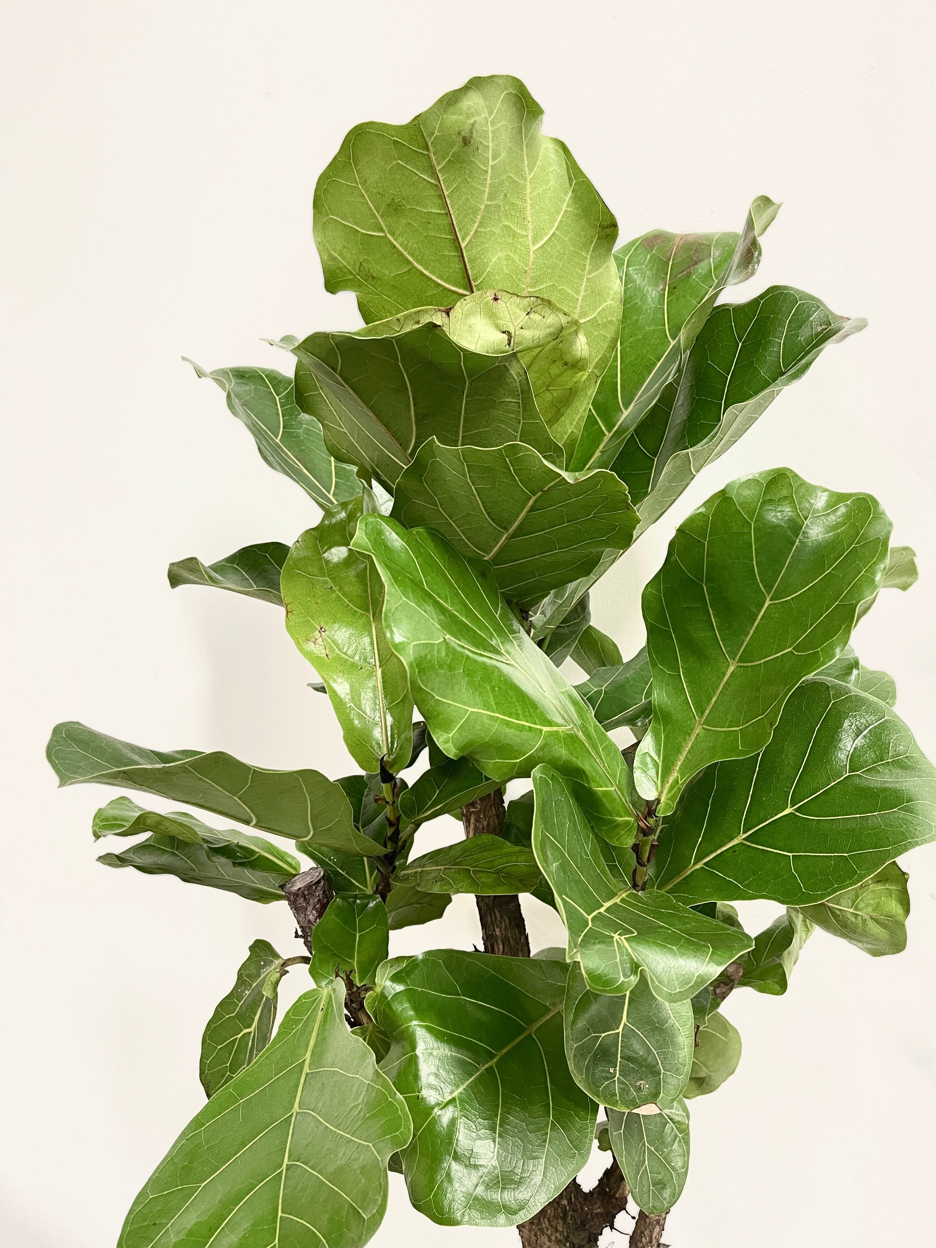 Fiddle-Leaf Fig Tree, Ficus Lyrata, Branched, 110cm