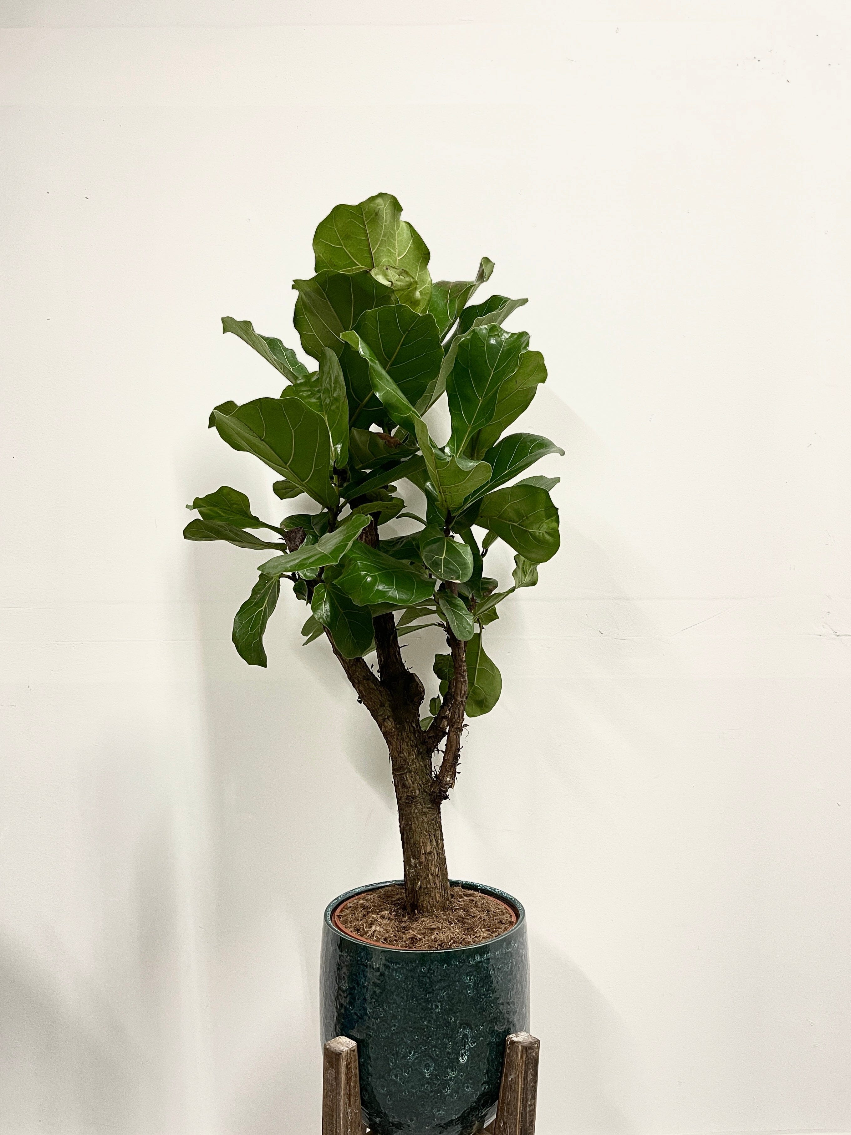 Fiddle-Leaf Fig Tree, Ficus Lyrata, Branched, 110cm