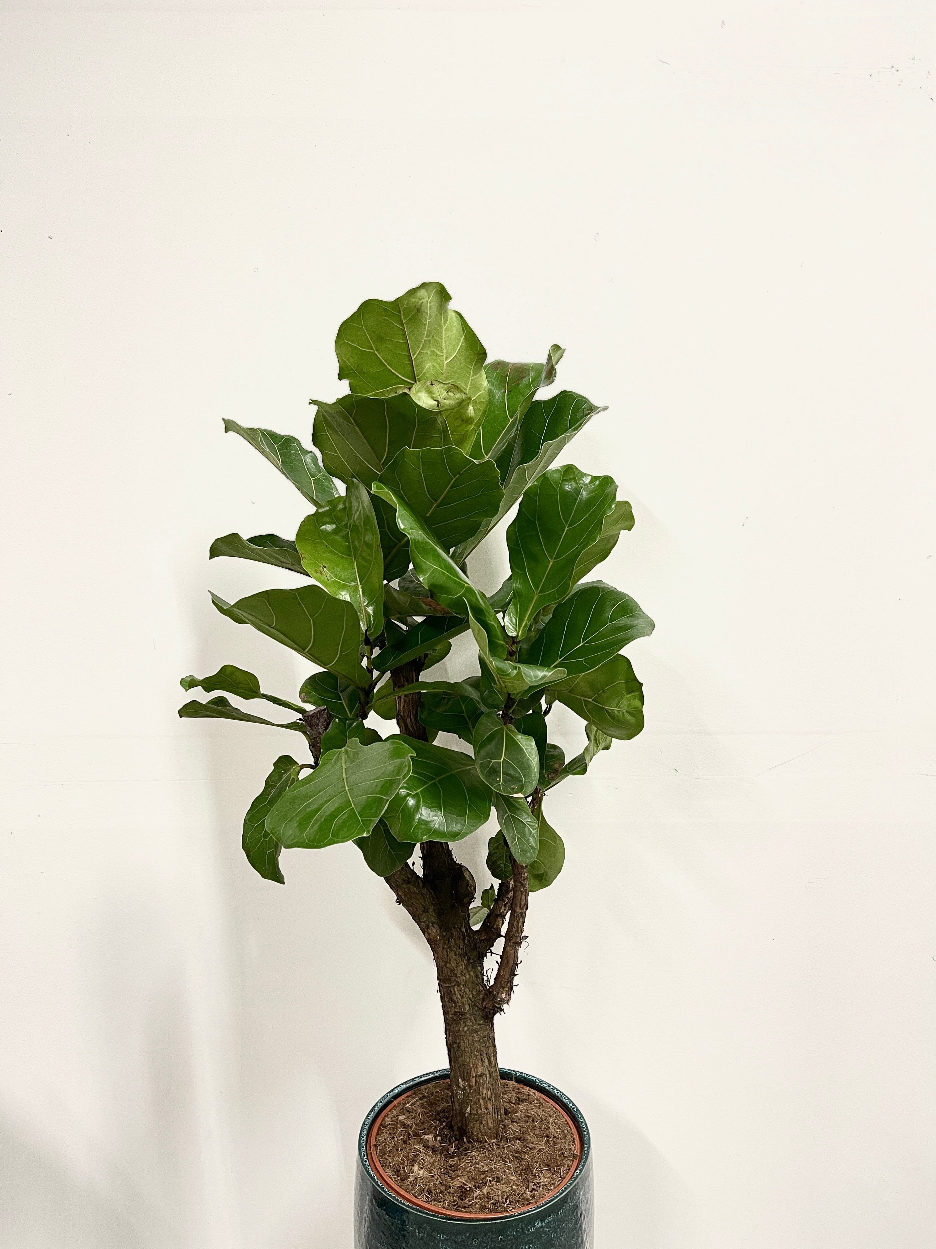 Fiddle-Leaf Fig Tree, Ficus Lyrata, Branched, 110cm