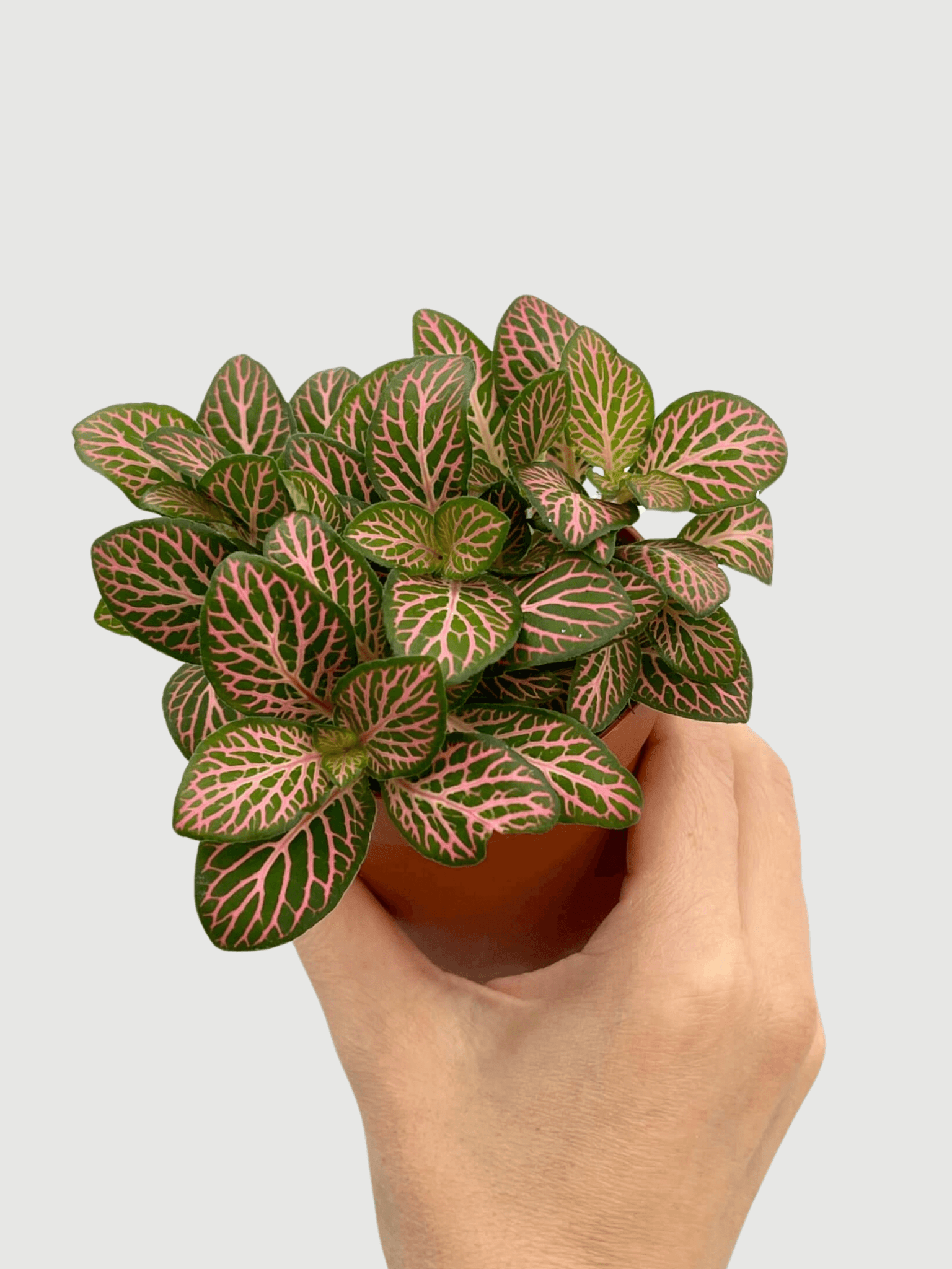 Fittonia_Albivenis_Plants_Limited_Edition