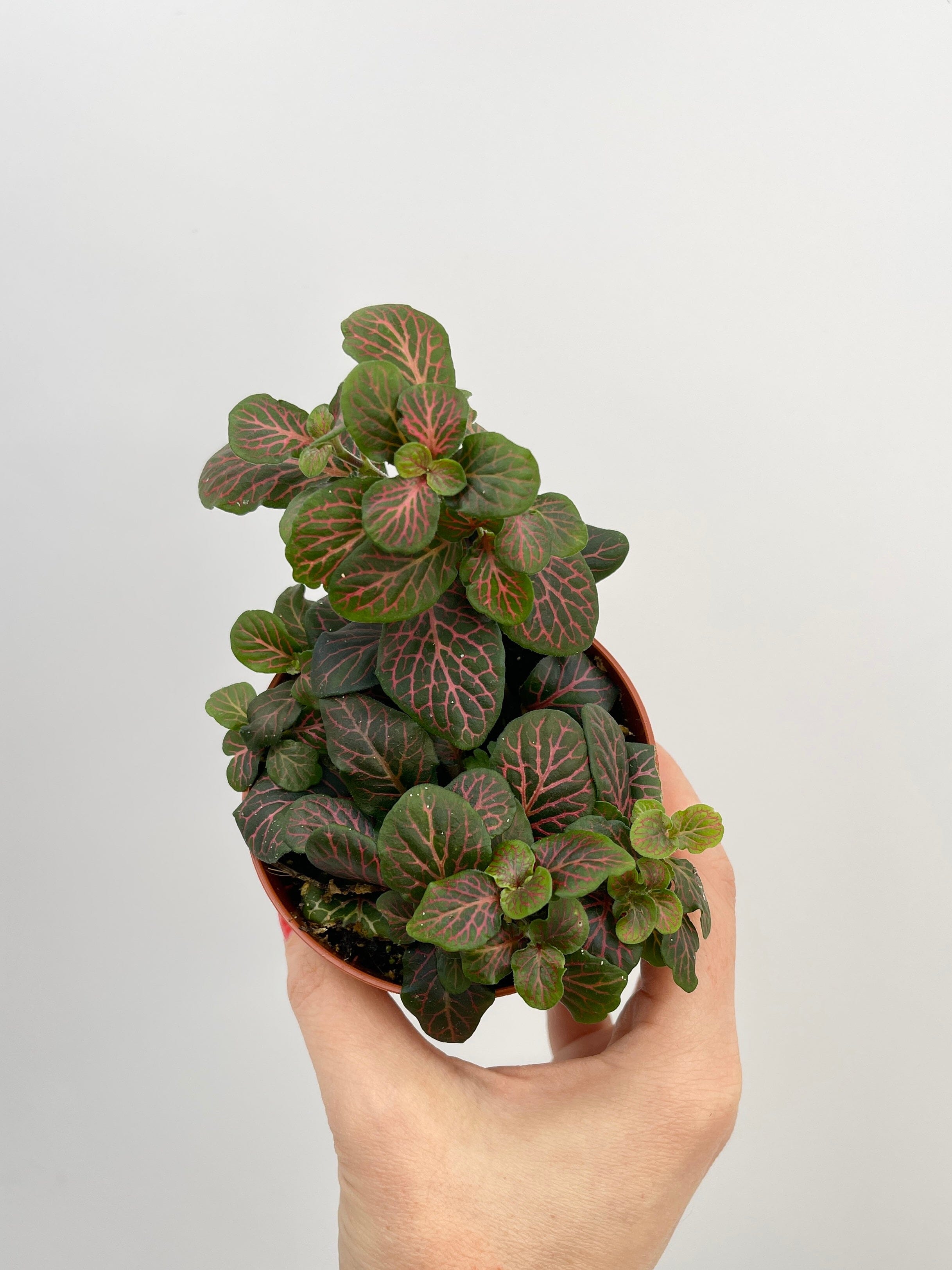 Fittonia Albivenis Plants, Nerve Plants, Various Colours