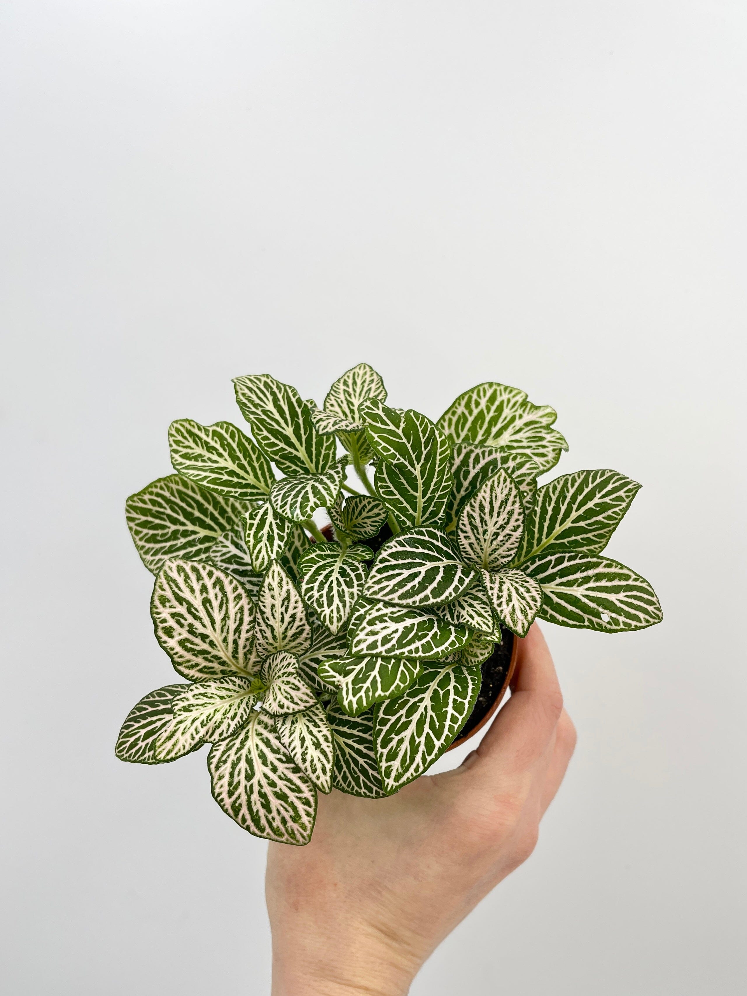 Fittonia Albivenis Plants, Nerve Plants, Various Colours