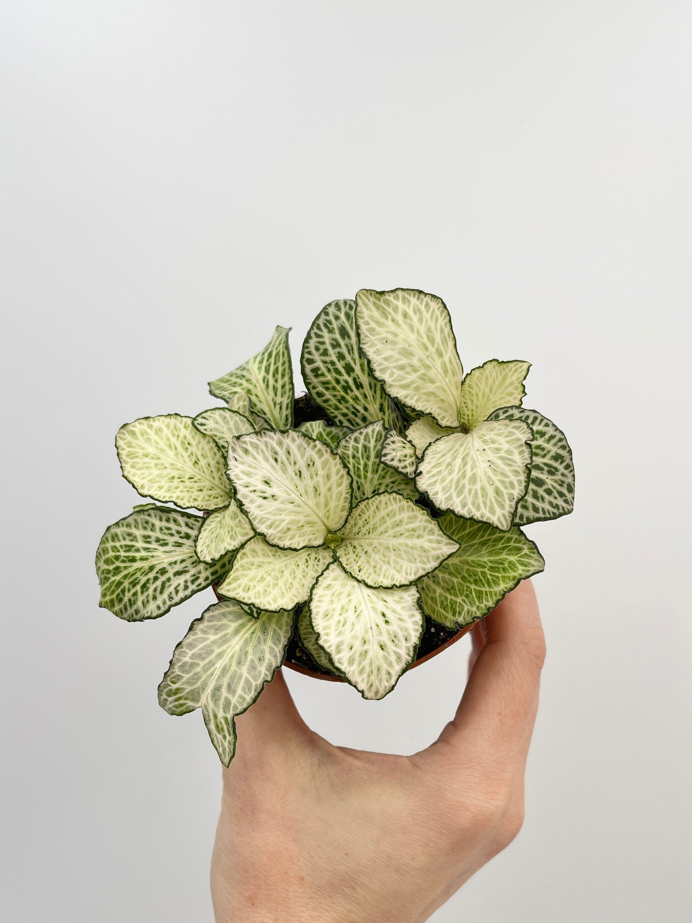 Fittonia Albivenis Plants, Nerve Plants, Various Colours