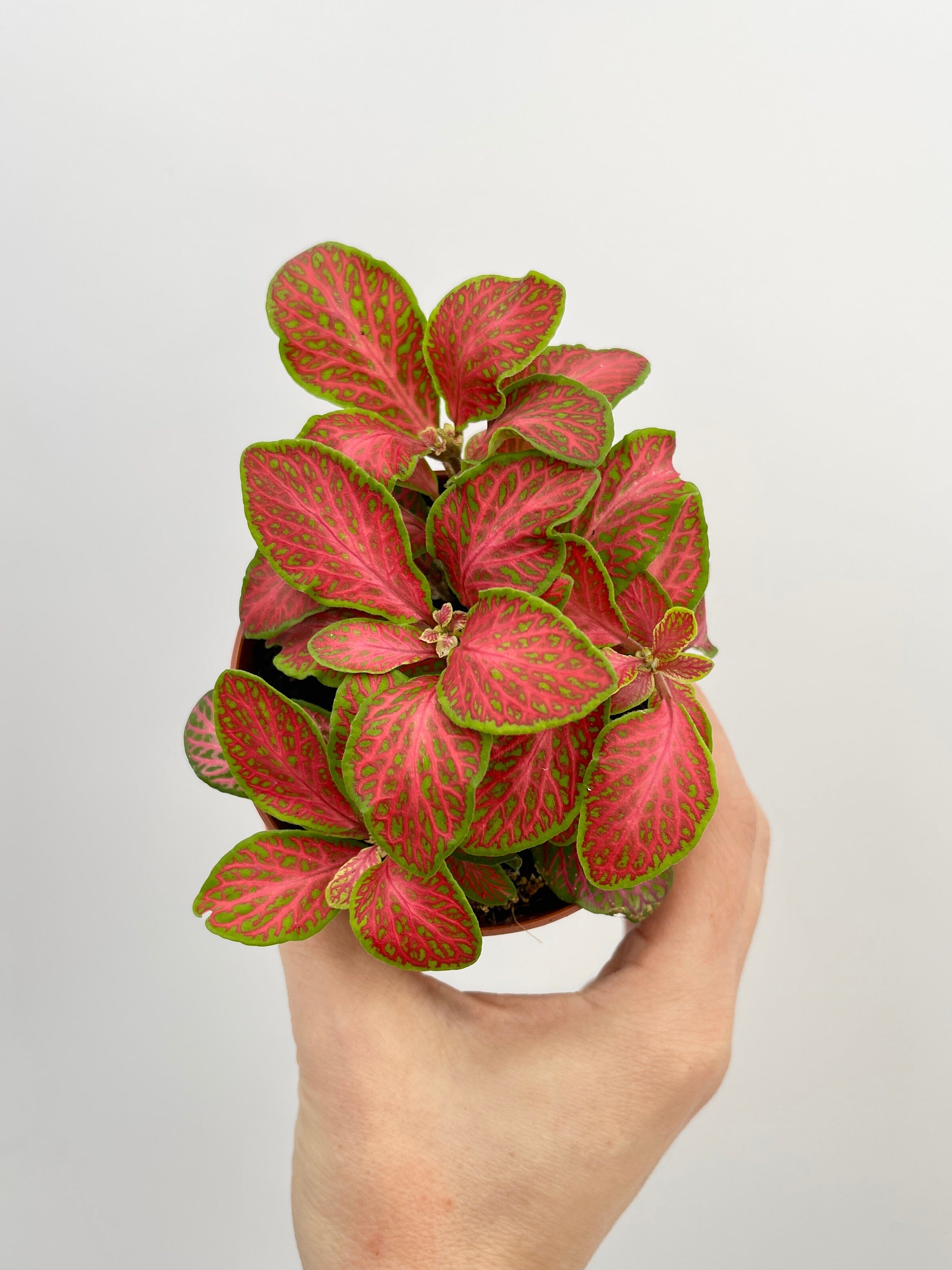 Fittonia Albivenis Plants, Nerve Plants, Various Colours