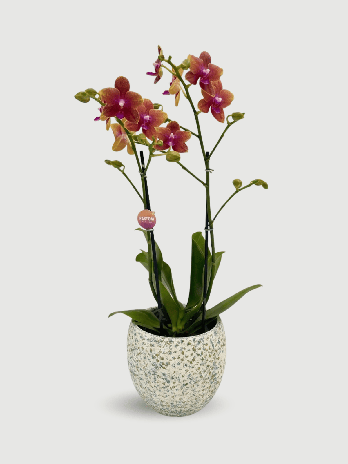 Fragrant Orchid Bolgheri | Rare Scented Phalaenopsis UK - Rebel Plants