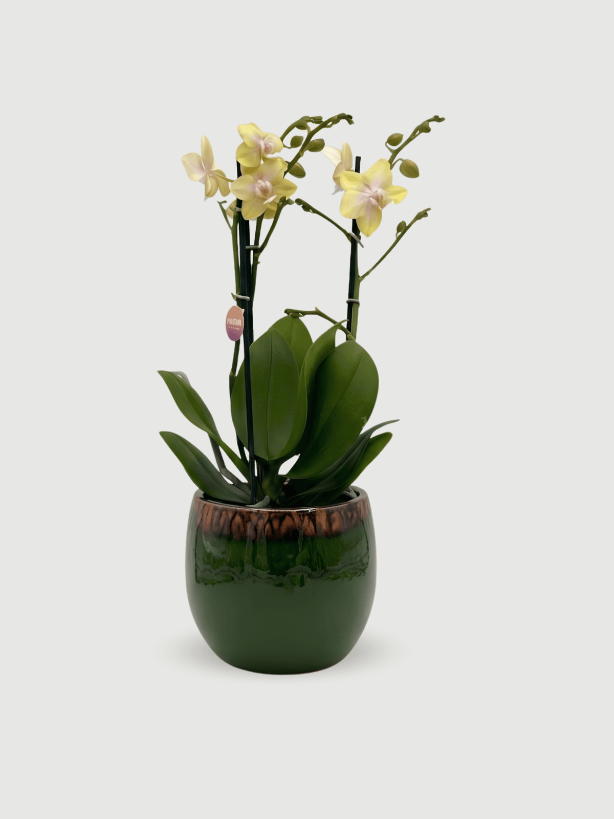 Fragrant Orchid Bolgheri | Rare Scented Phalaenopsis UK - Rebel Plants