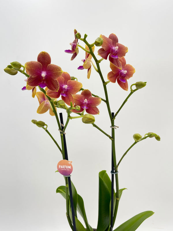 Fragrant Orchid Orange, Pink
