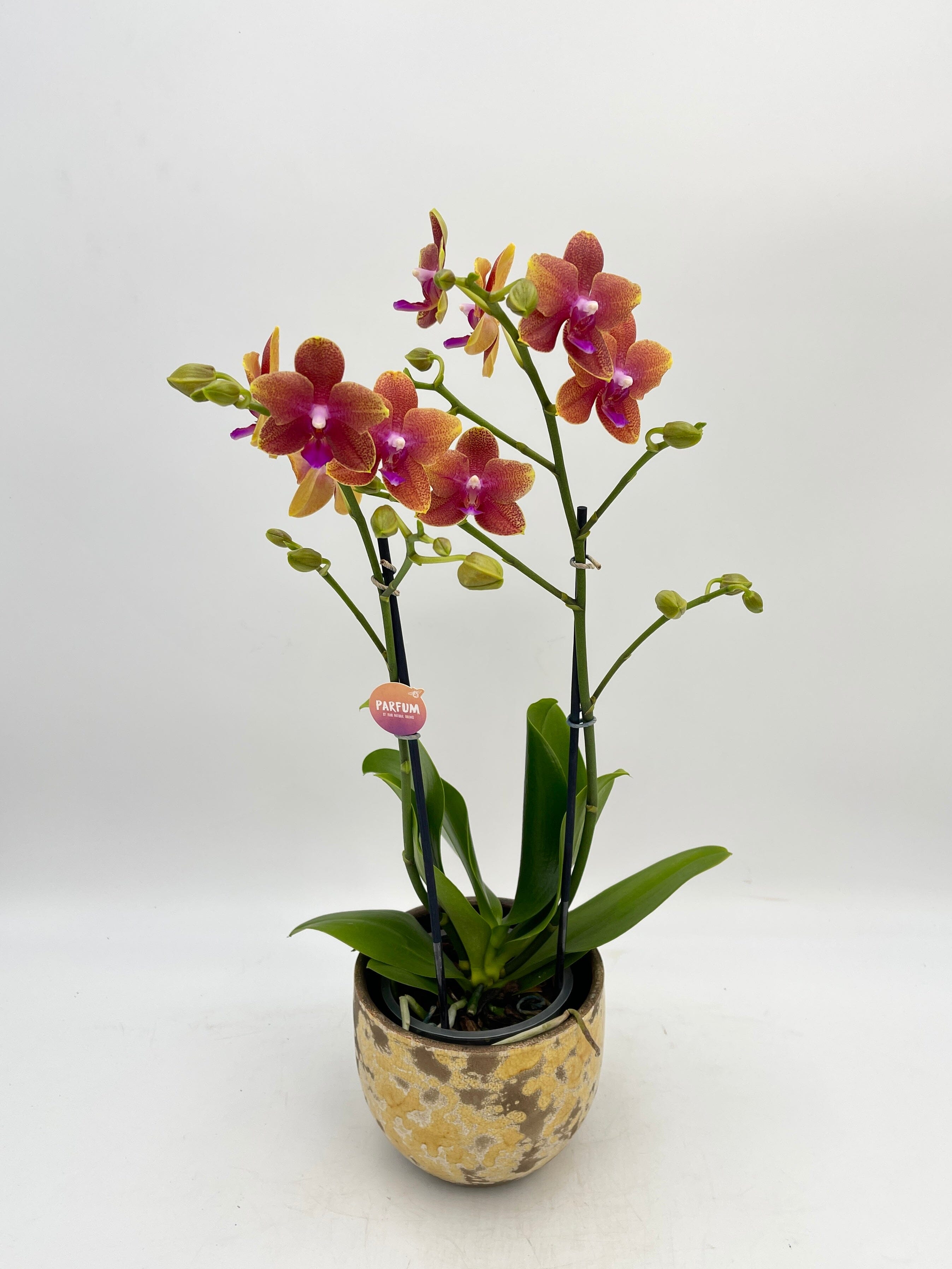 Fragrant Orchid Orange, Pink