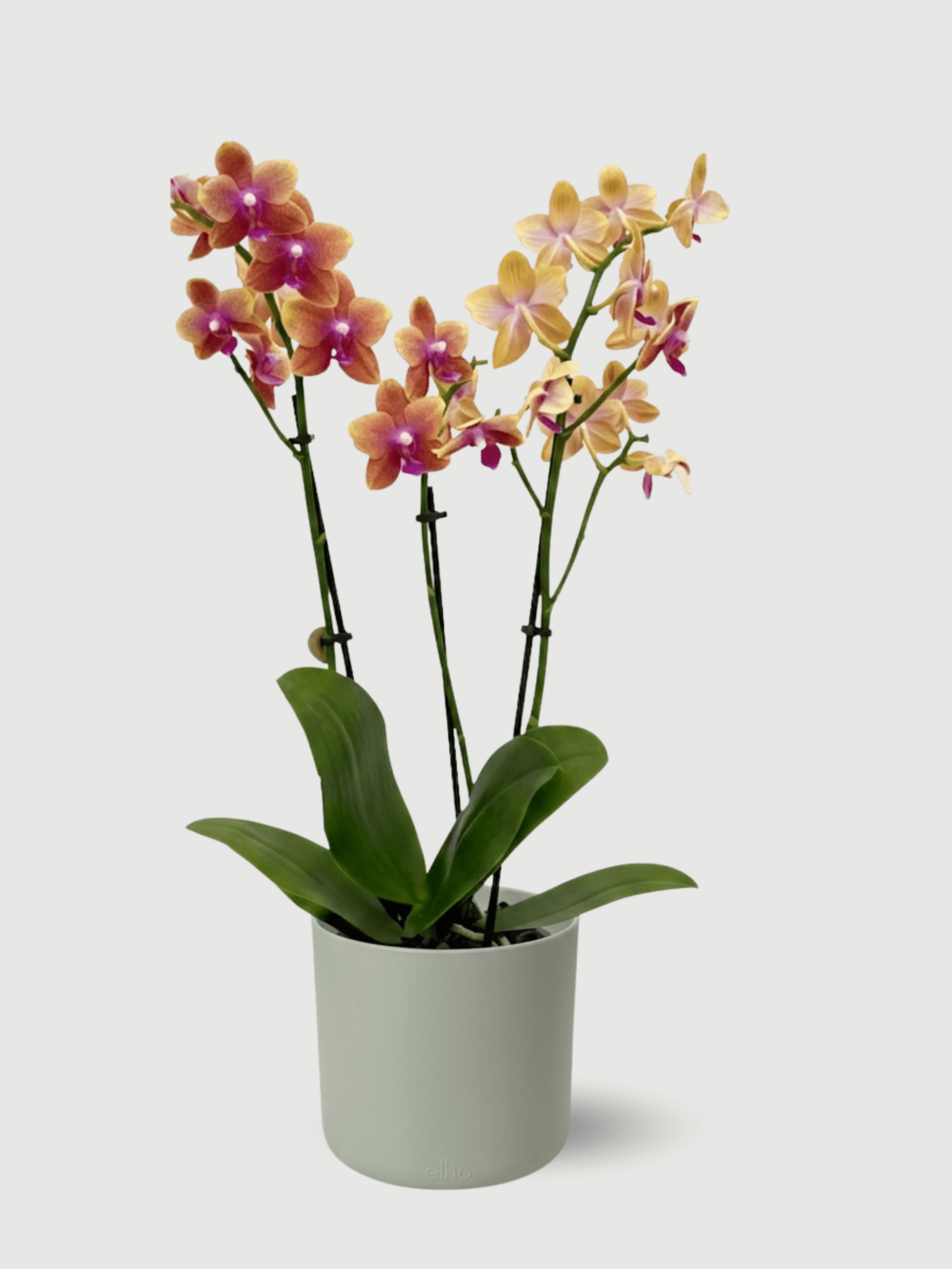 Fragrant Orchid Phalaenopsis Bolgheri in Green Elho Pot - Rebel Plants