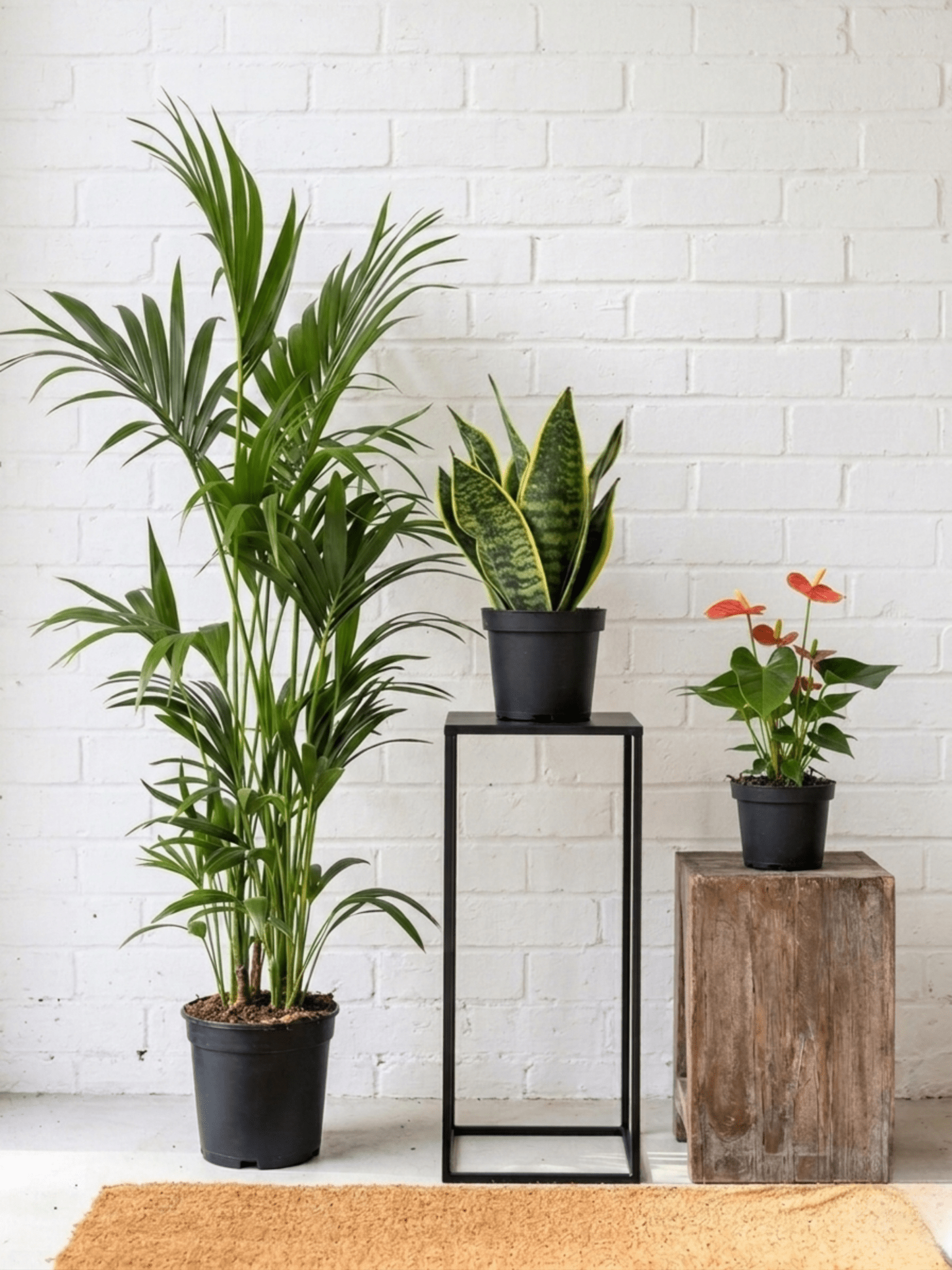 Happy New Home Plant Bundle, The Ultimate Housewarming Gift - Rebel Plants