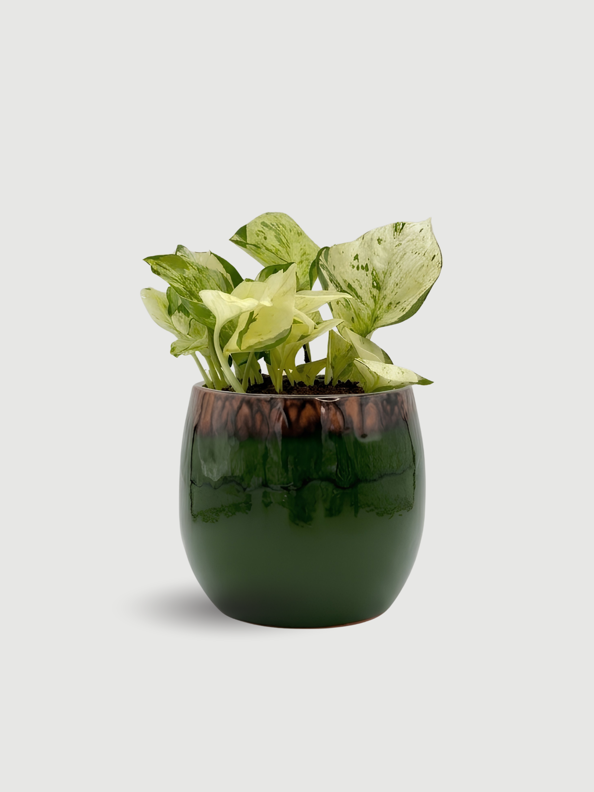 Epipremnum Aureum, Happy Leaf Manjula Pothos