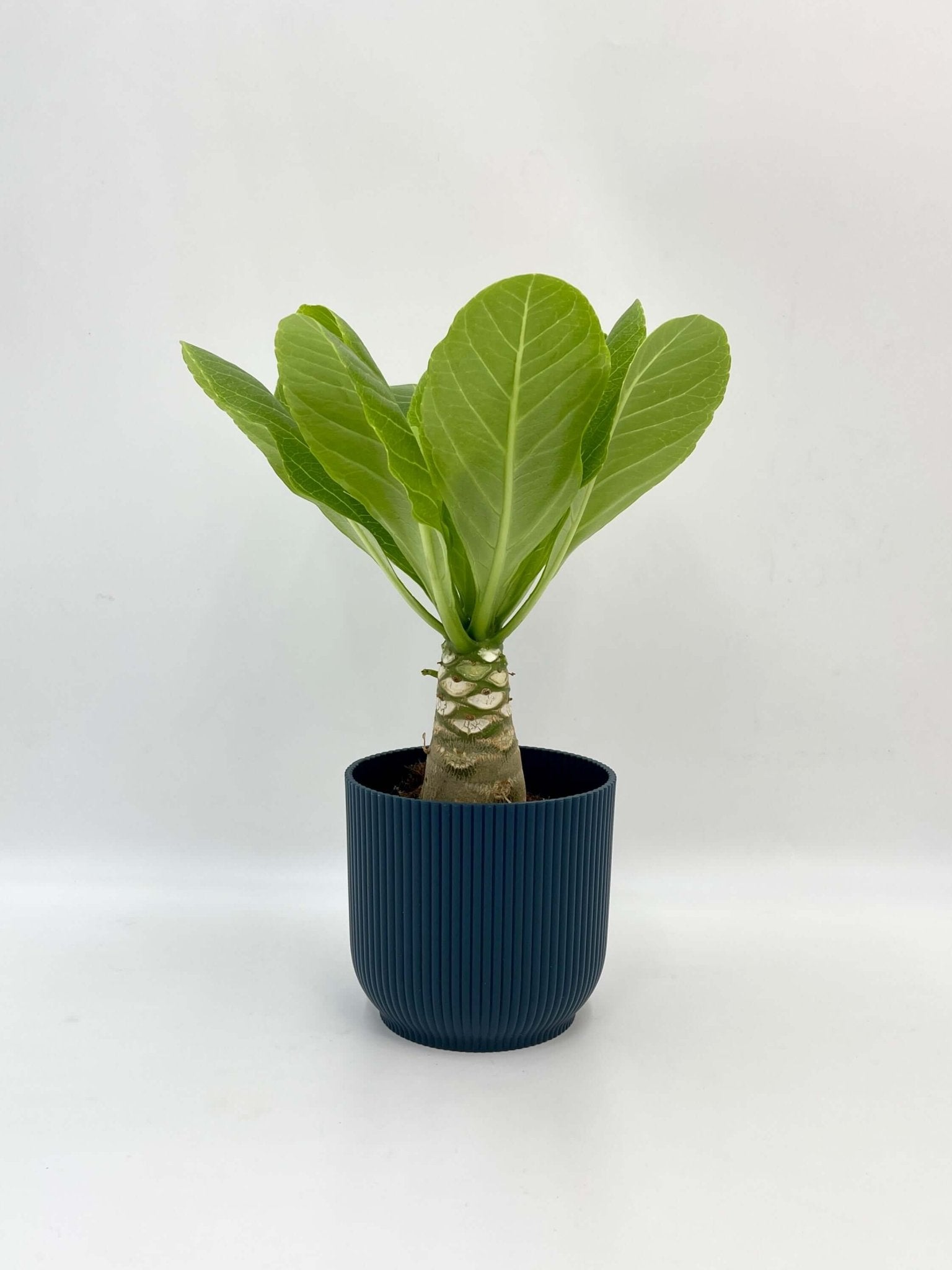 Hawaiian Palm –Brighamia insignis | Exotic Tropical Beauty | Rare Houseplant