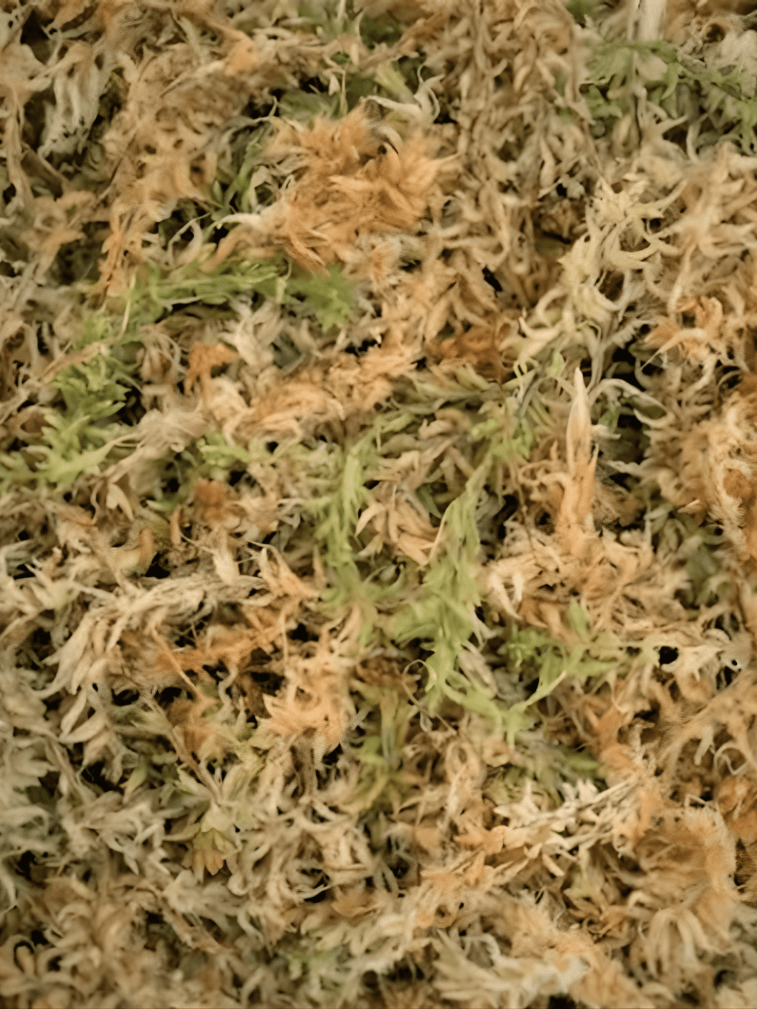 High-Quality Sphagnum Moss - 2.5L