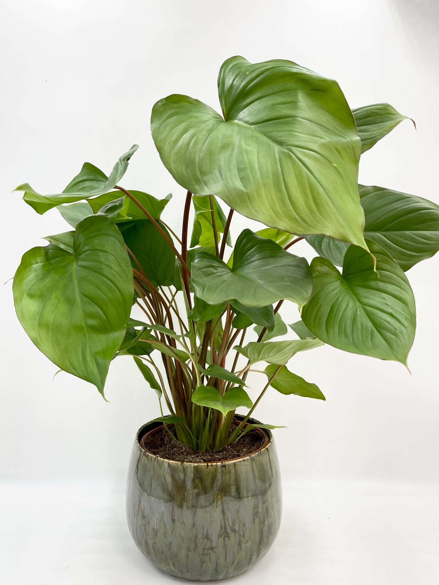 Homalomena rubescens Queen Of Hearts