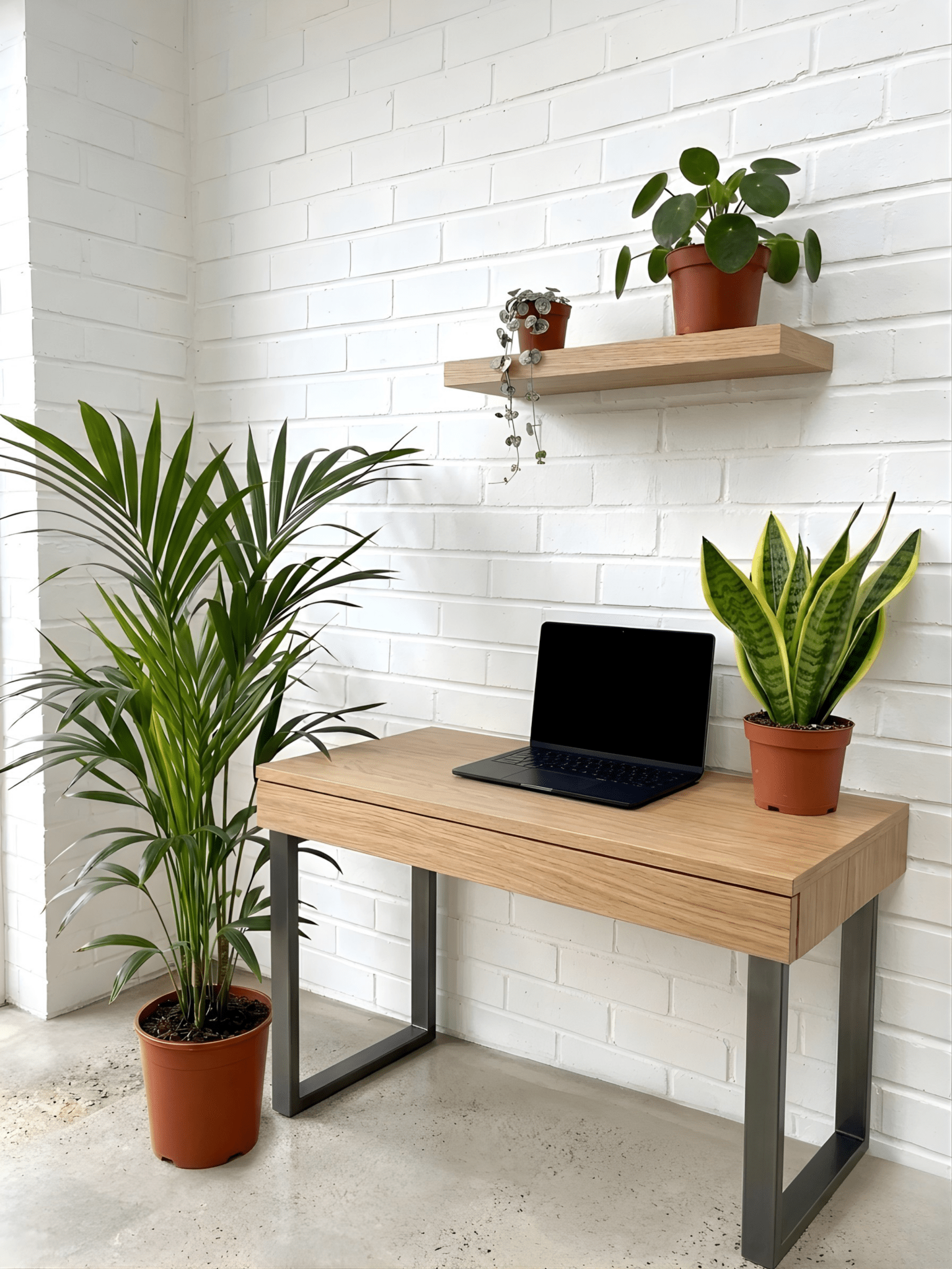 Home Office Plant Bundle | Kentia Palm, Sansevieria, String of Hearts & Pilea | Rebel Plants - Rebel Plants