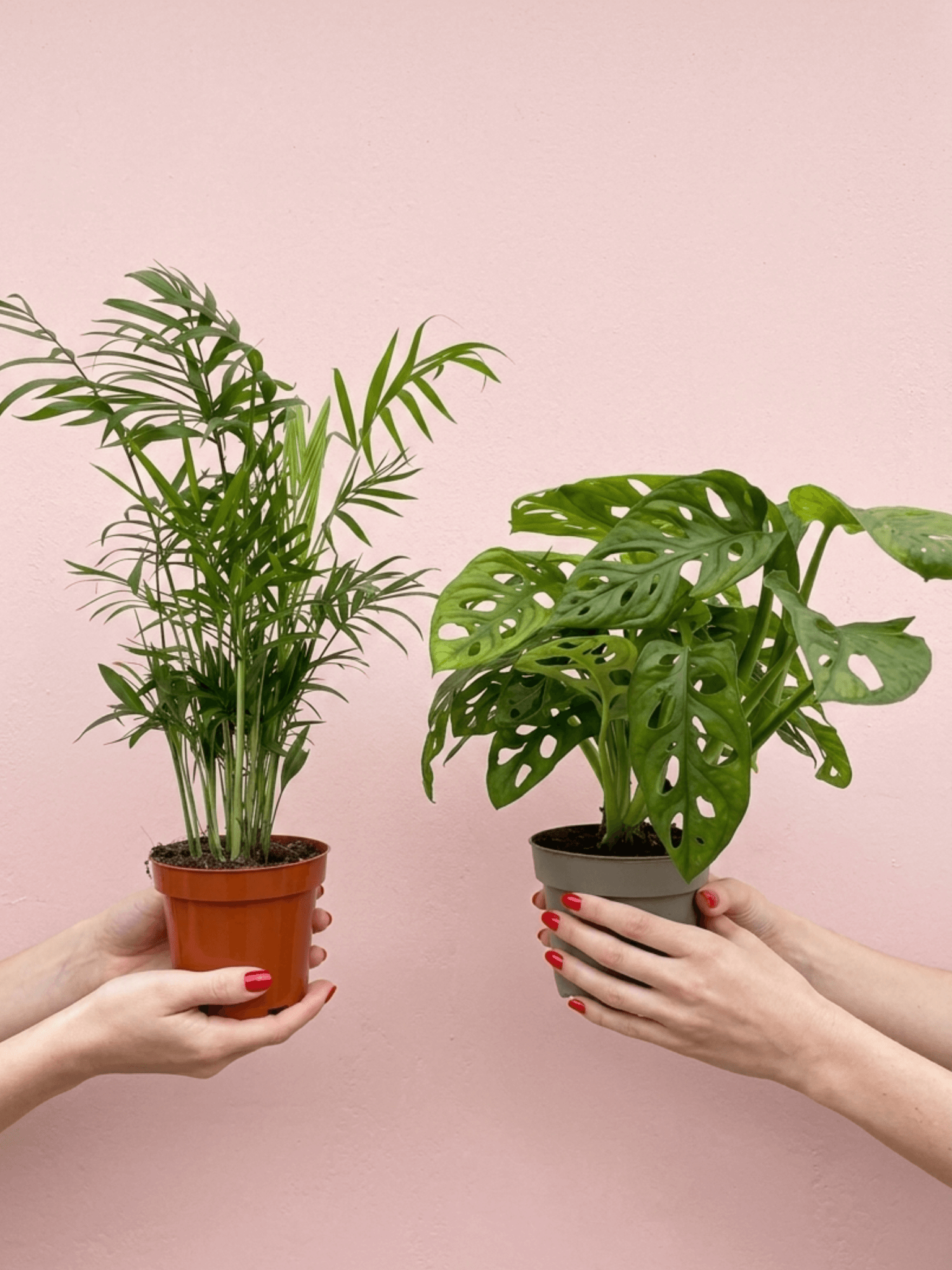 Houseplant Bundle, Parlor Palm, Monstera adansonii - Rebel Plants