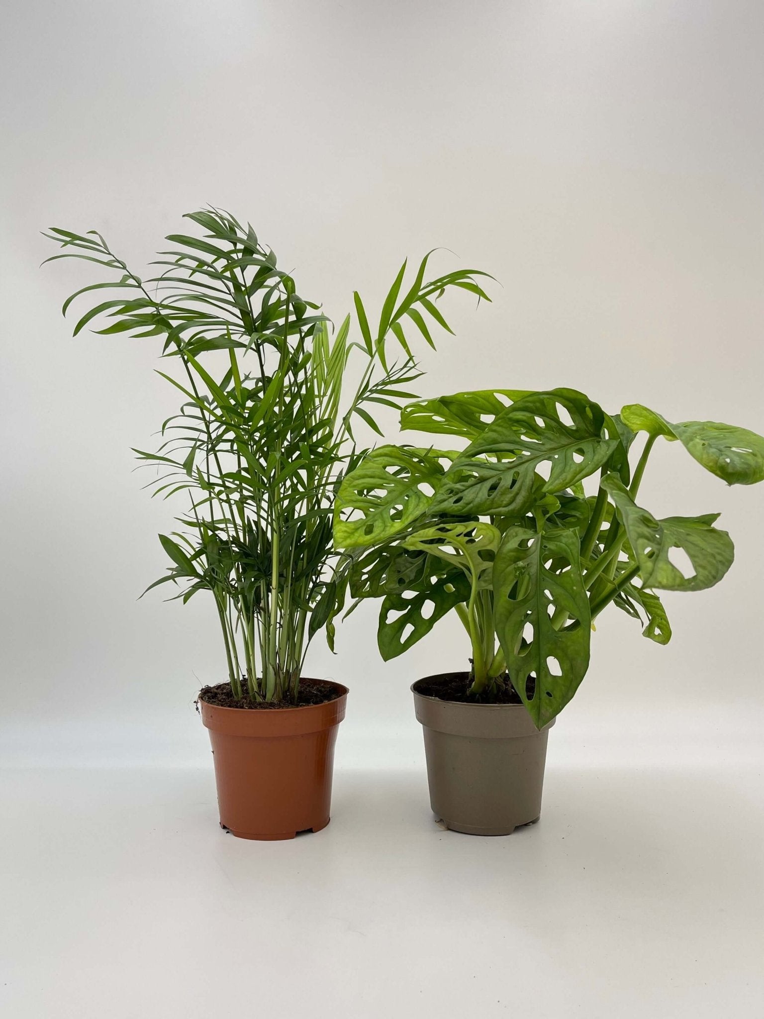 Houseplant Bundle, Parlor Palm, Monstera adansonii