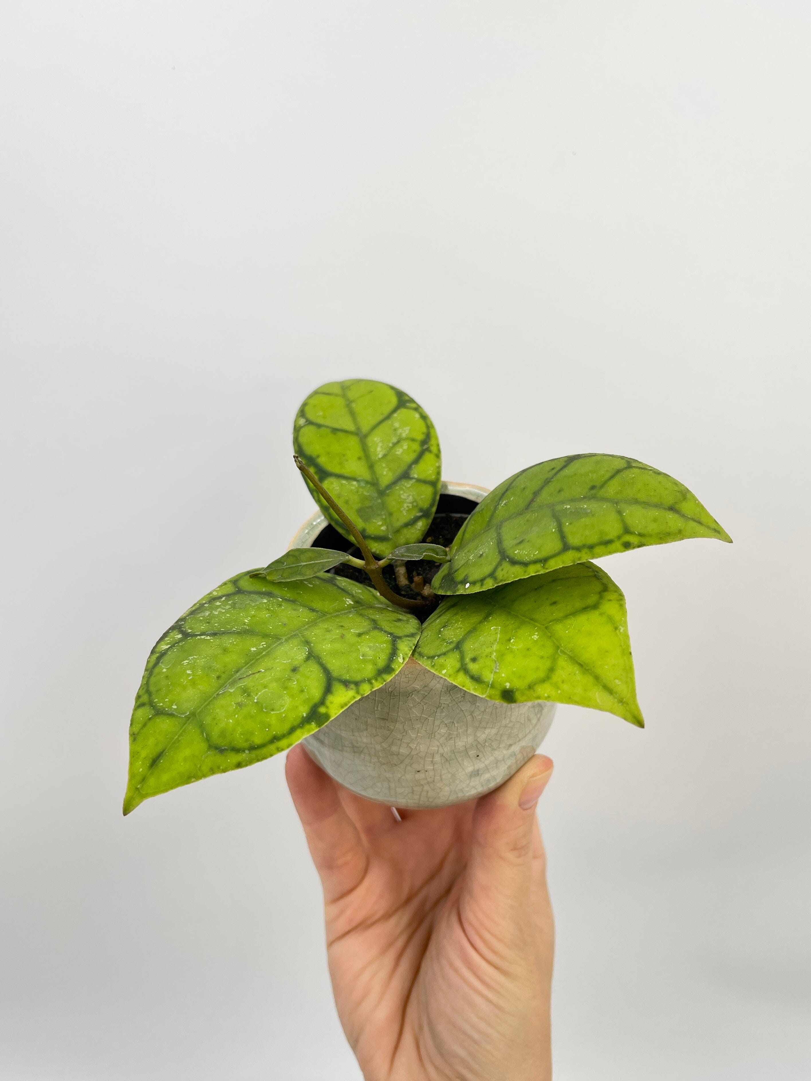 Hoya Callistophylla, Baby Plant