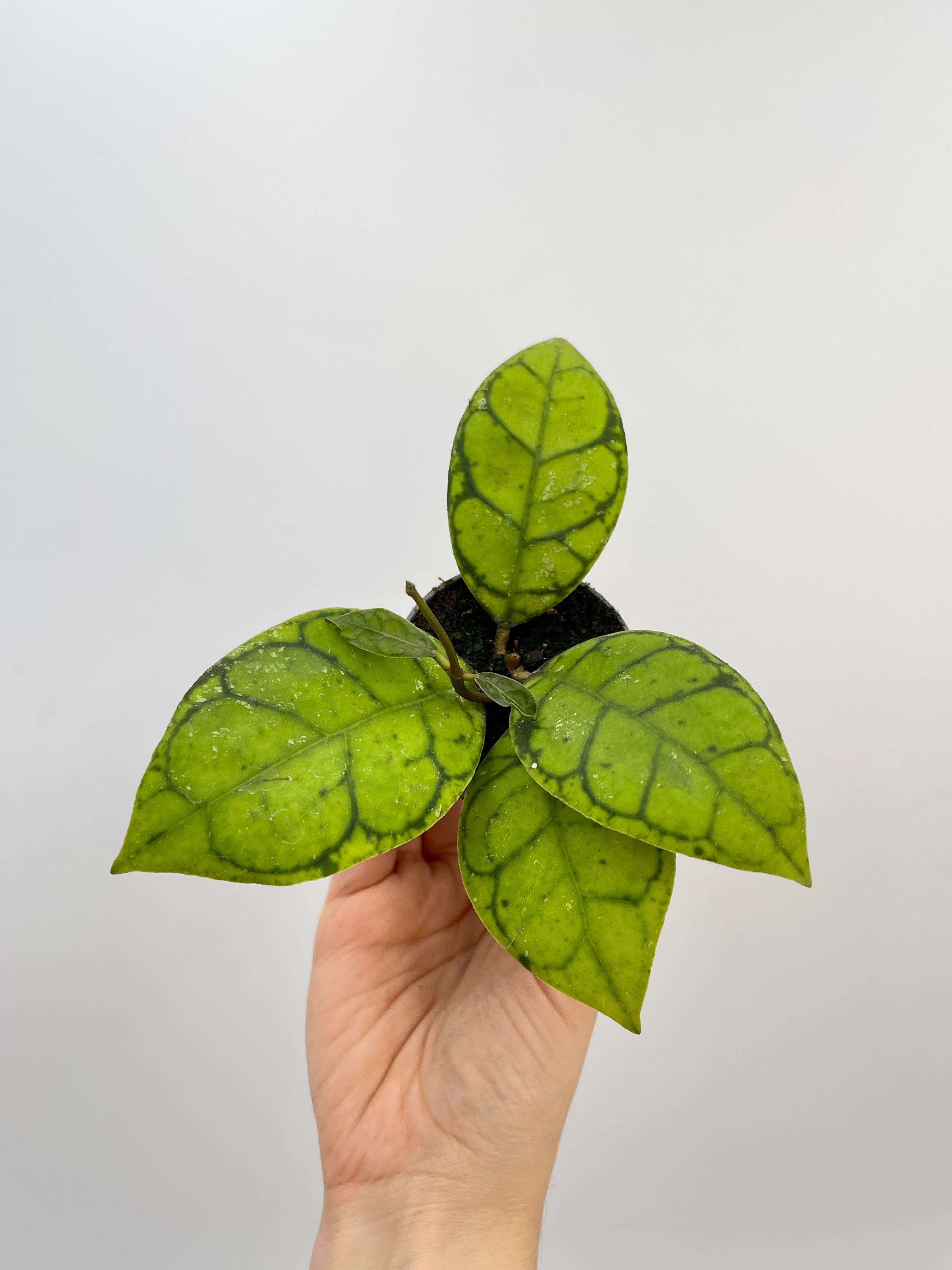 Hoya Callistophylla, Baby Plant