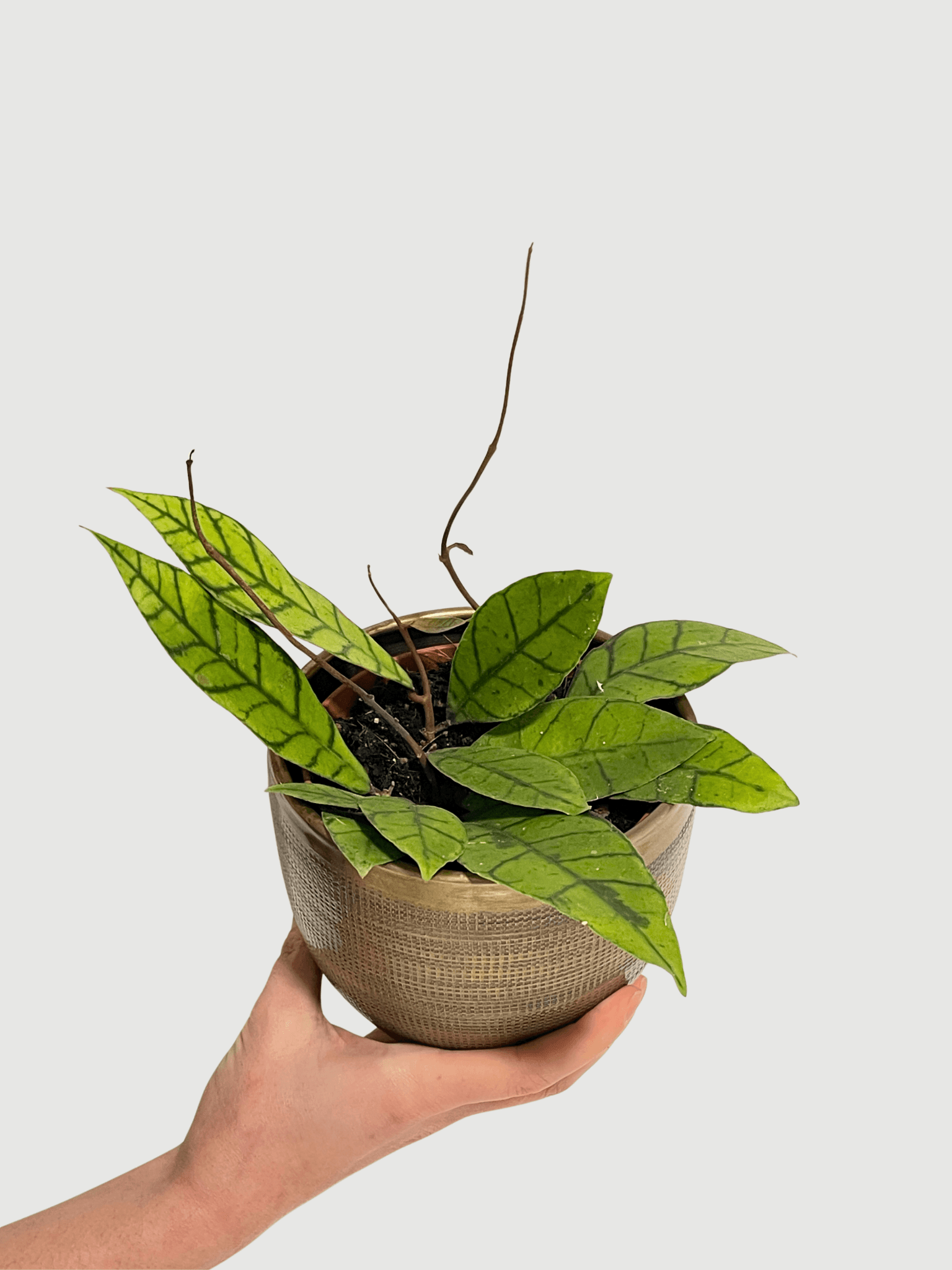 Hoya Callistophylla, Pet - Safe Plant, Large - Rebel Plants