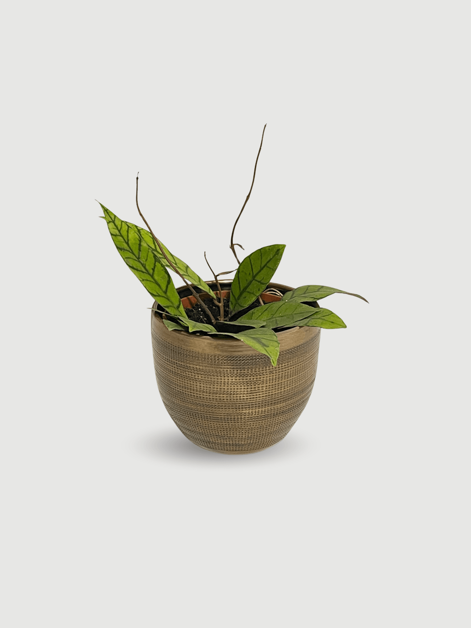 Hoya Callistophylla, Pet - Safe Plant, Large - Rebel Plants