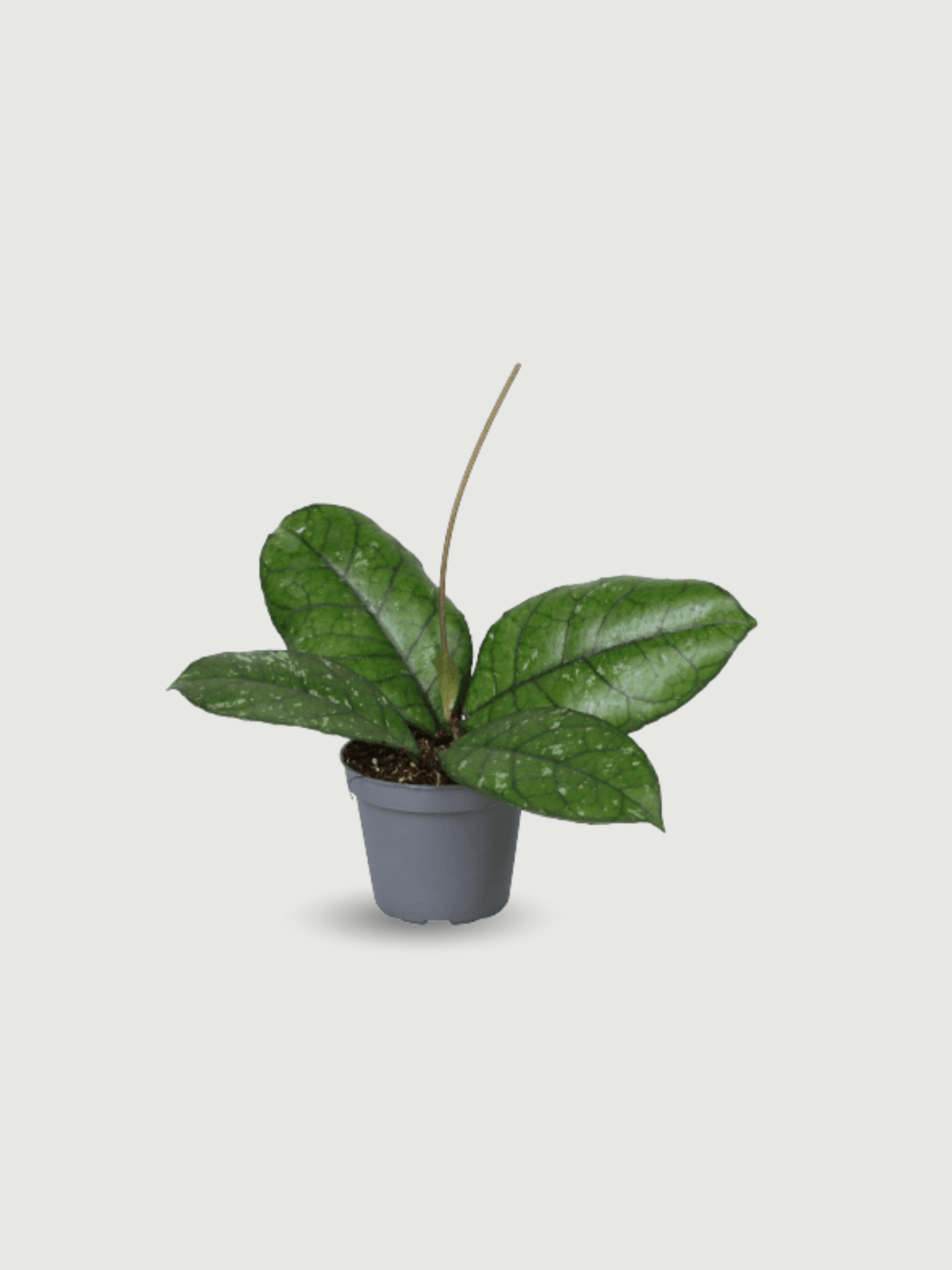 Hoya_Callistophylla_Baby_Plant_Pet_Safe_Indoor_Plant